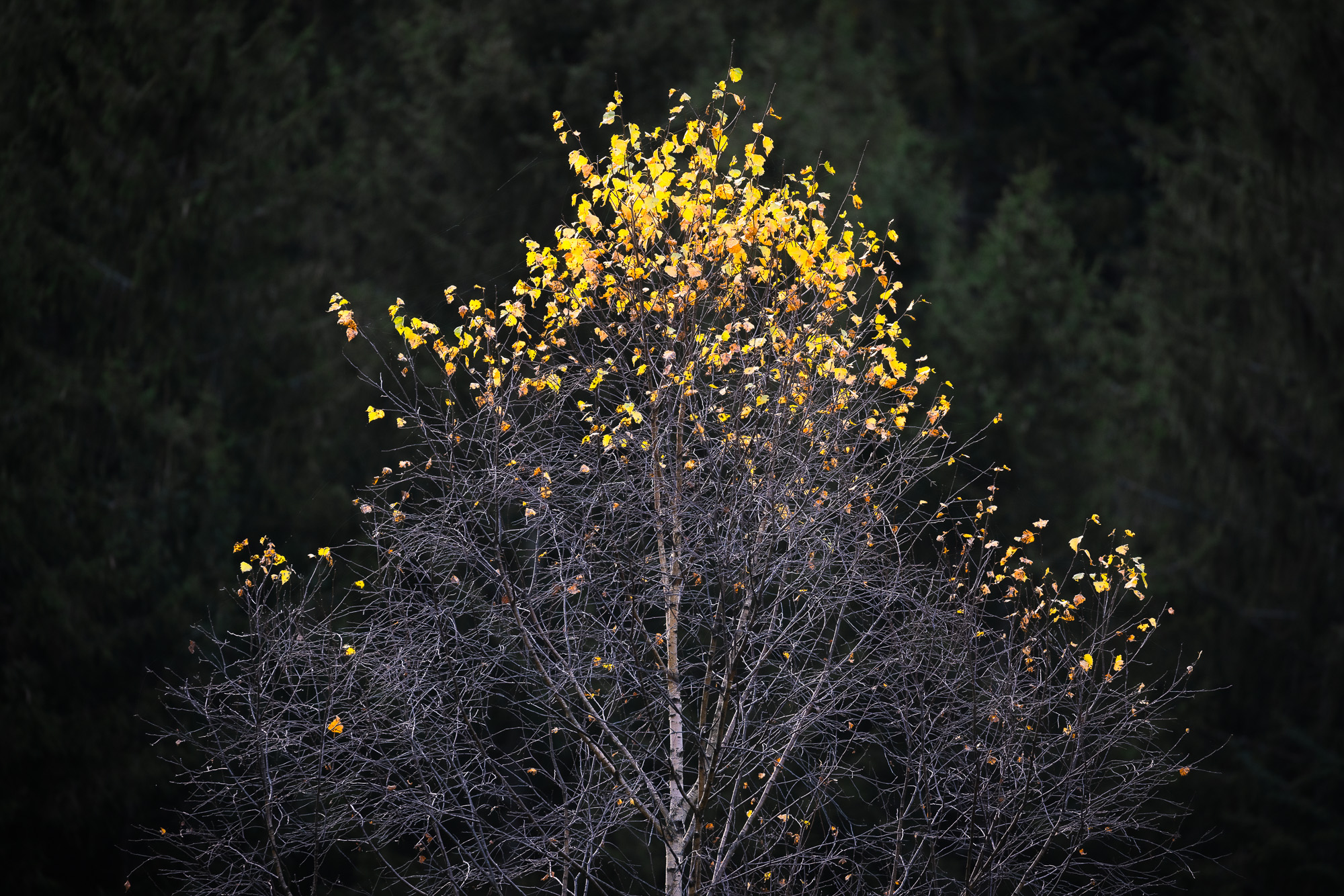 09100406112024311 ©SimonePaleari