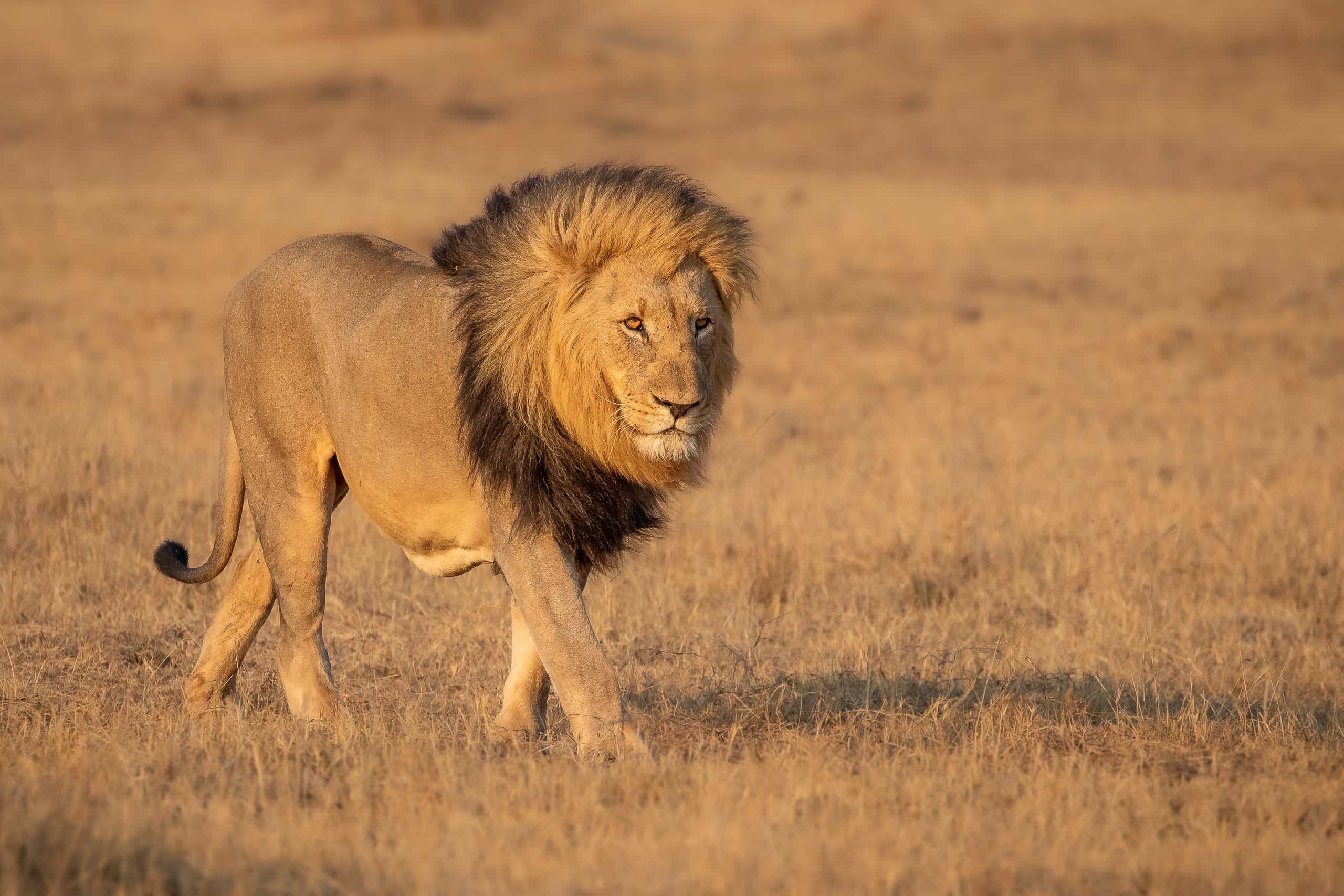 07252808082019220 ©SimonePaleari