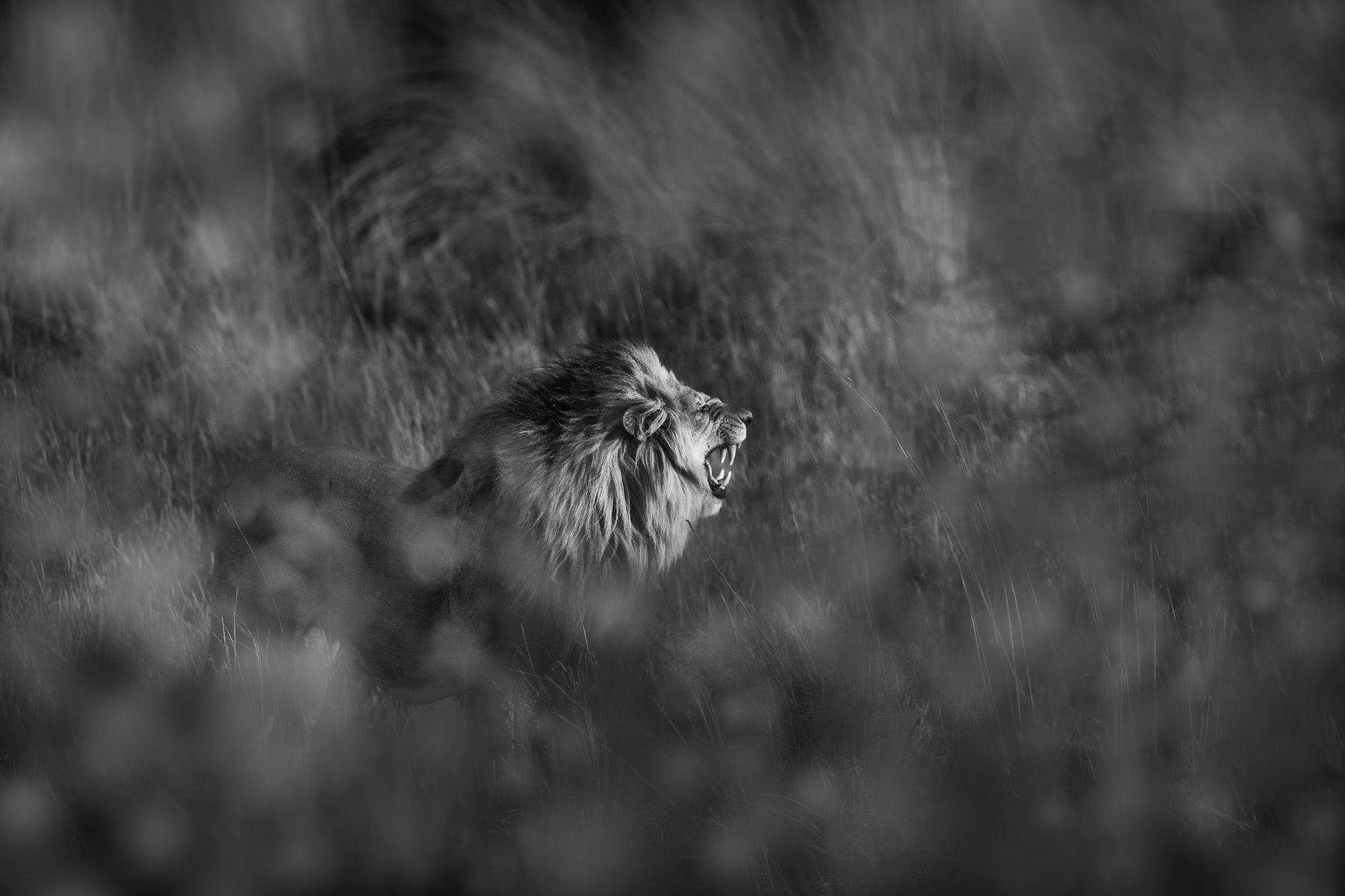 07294408082019220 ©SimonePaleari