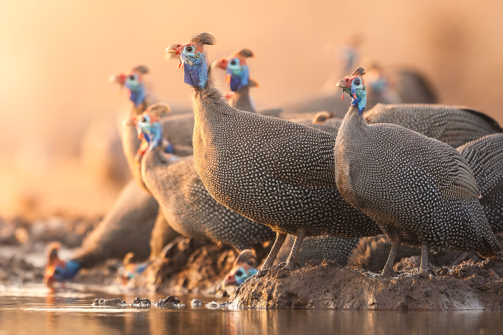 07301209082019221 ©SimonePaleari