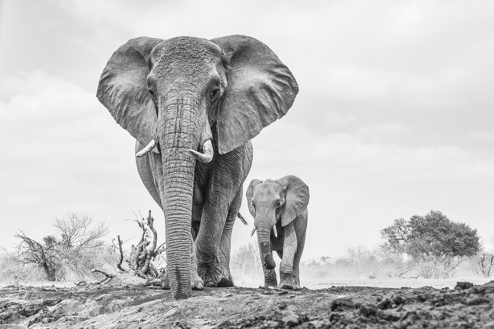 SudAfricaBotswana2019