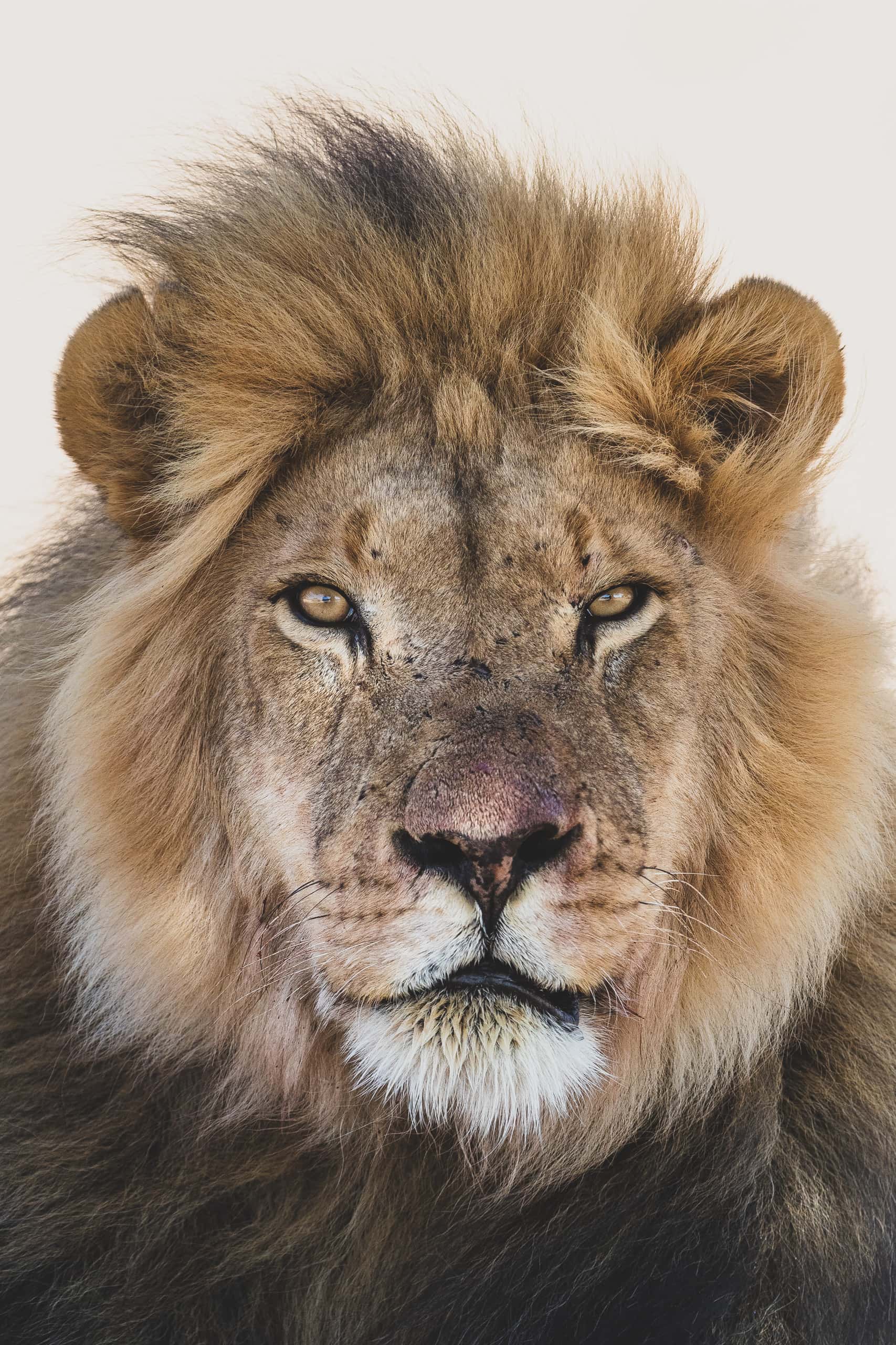 11071022082019234 2©SimonePaleari