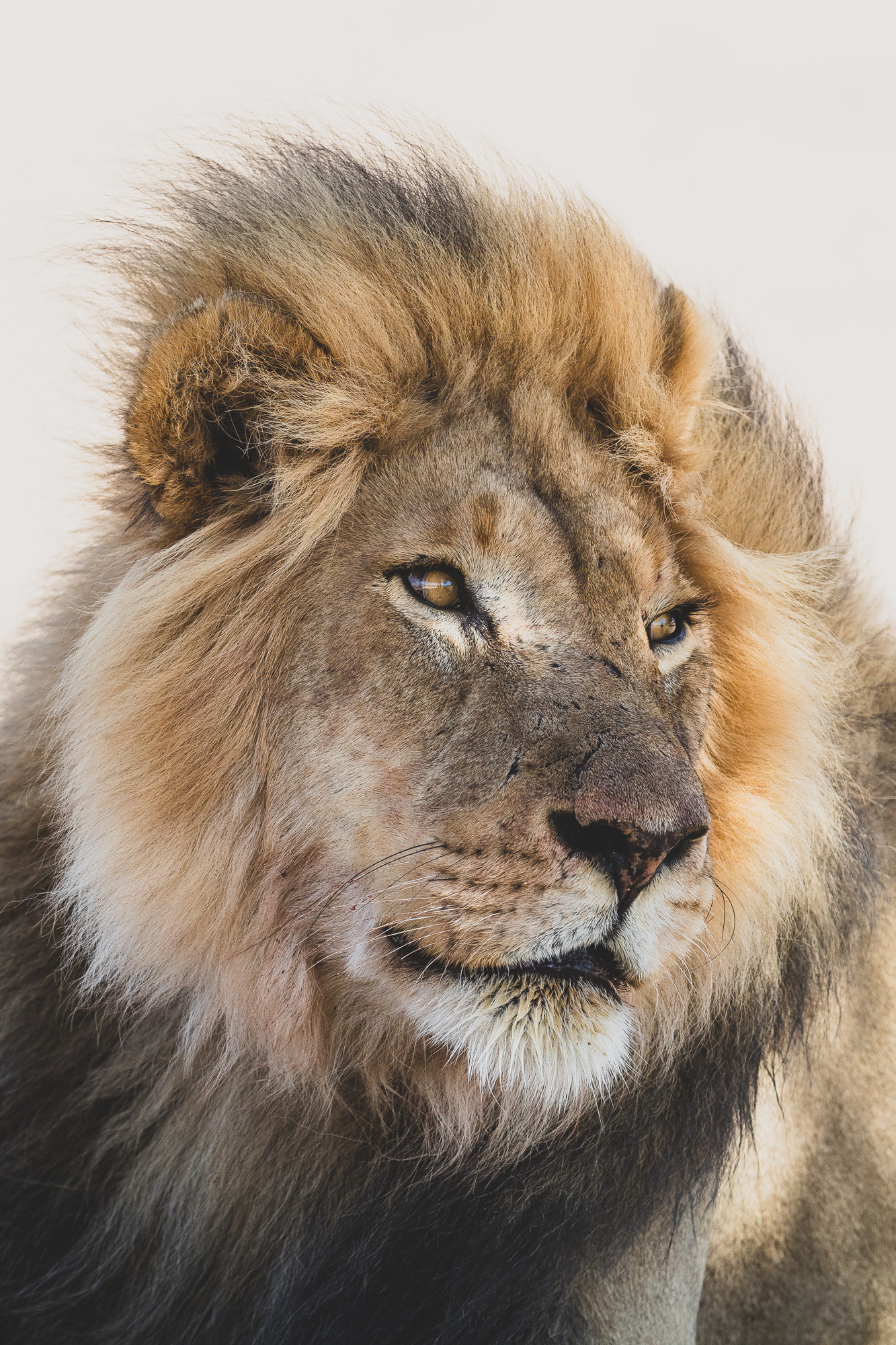 11104622082019234 ©SimonePaleari