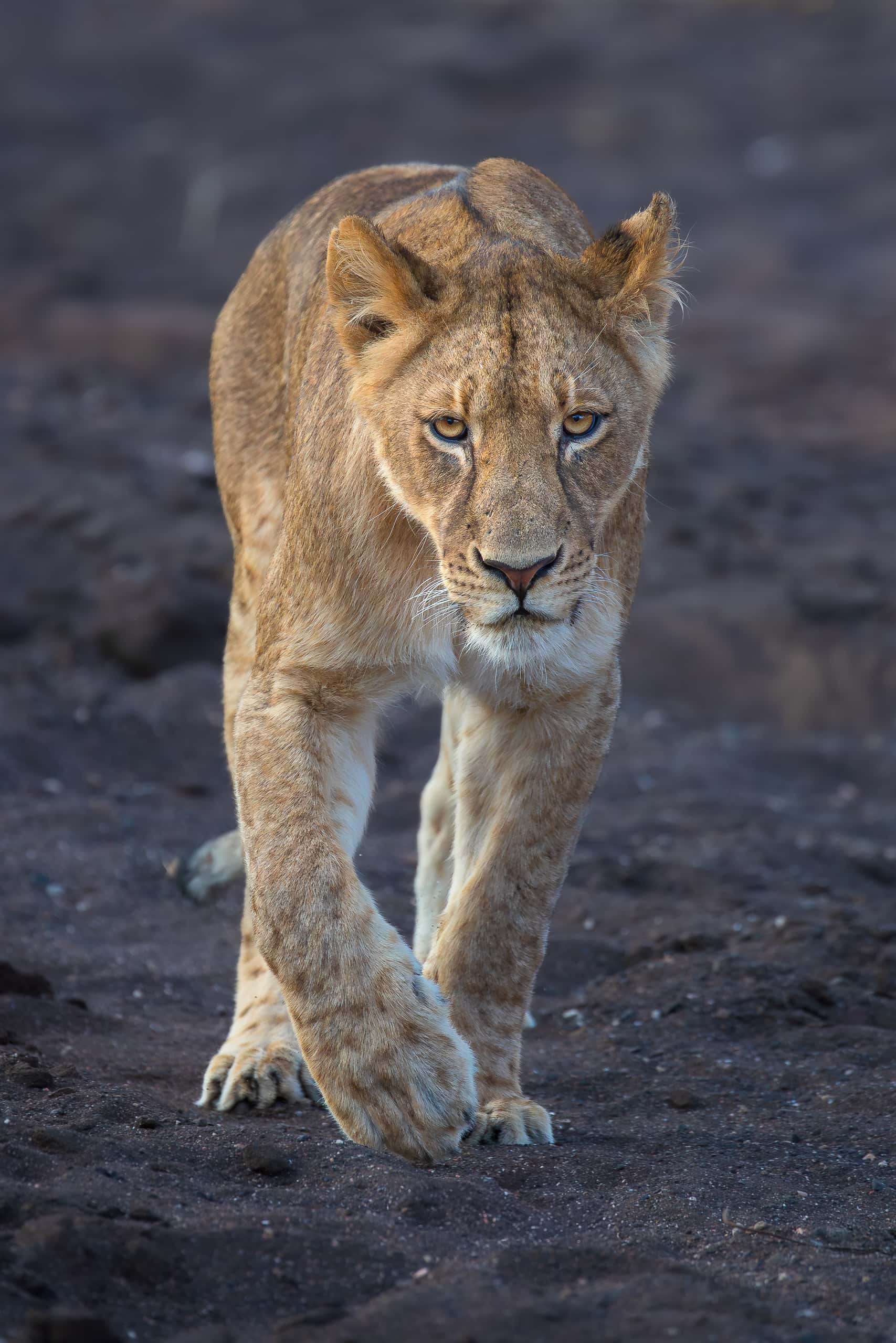 16535010082019222 2©SimonePaleari