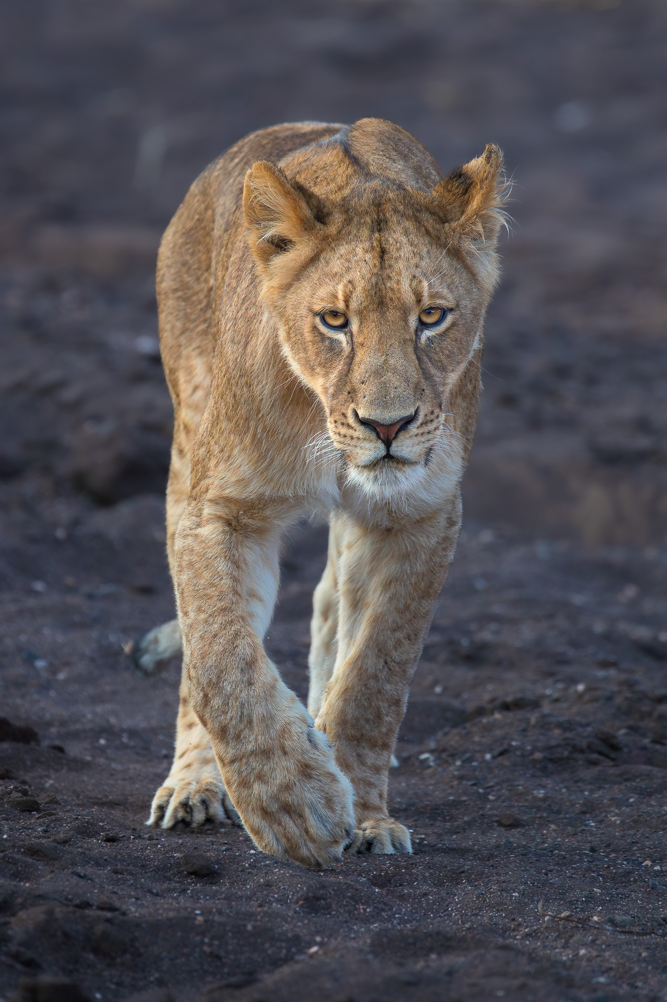 16535010082019222 3©SimonePaleari