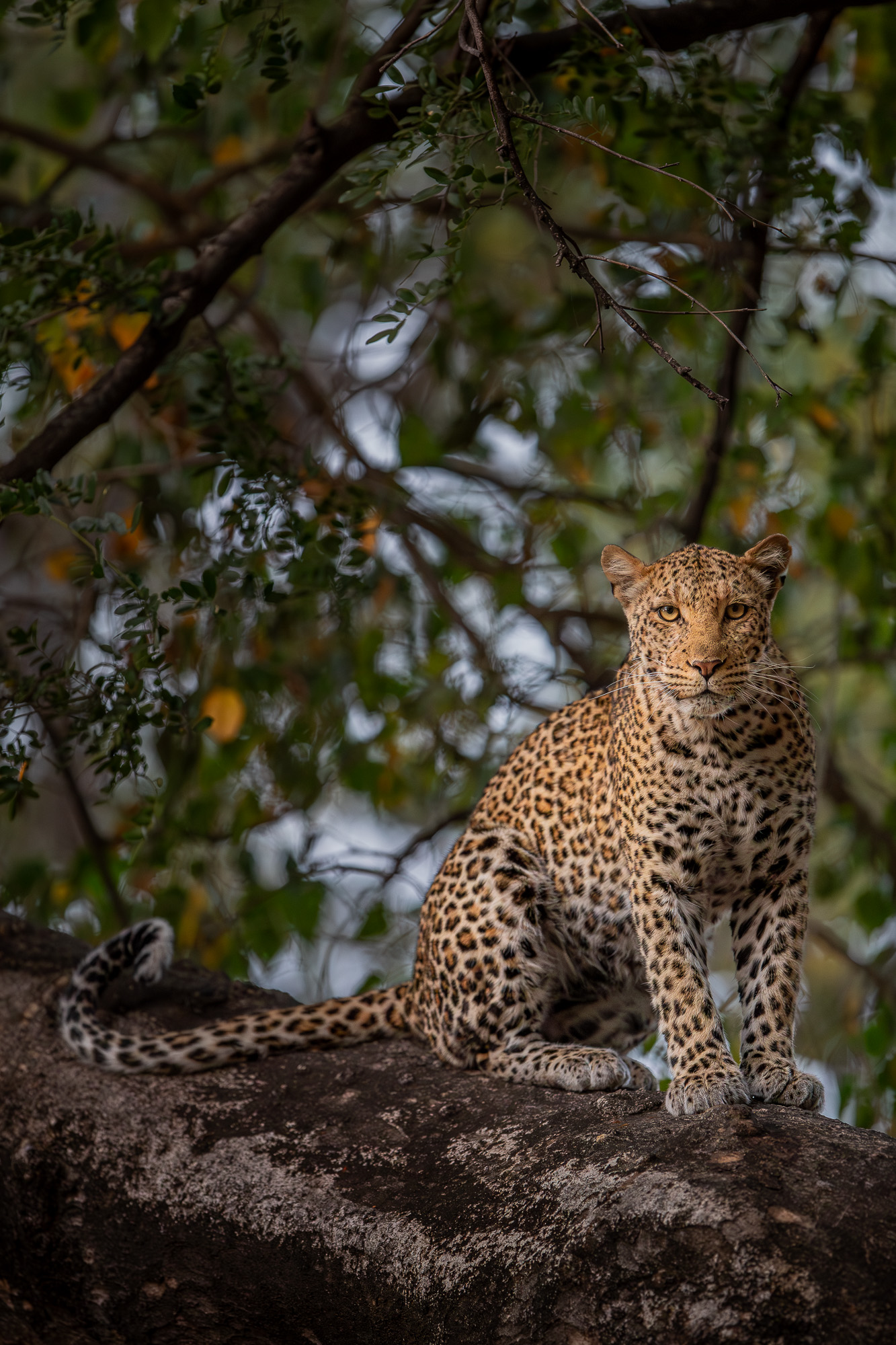 17375009082019221 ©SimonePaleari