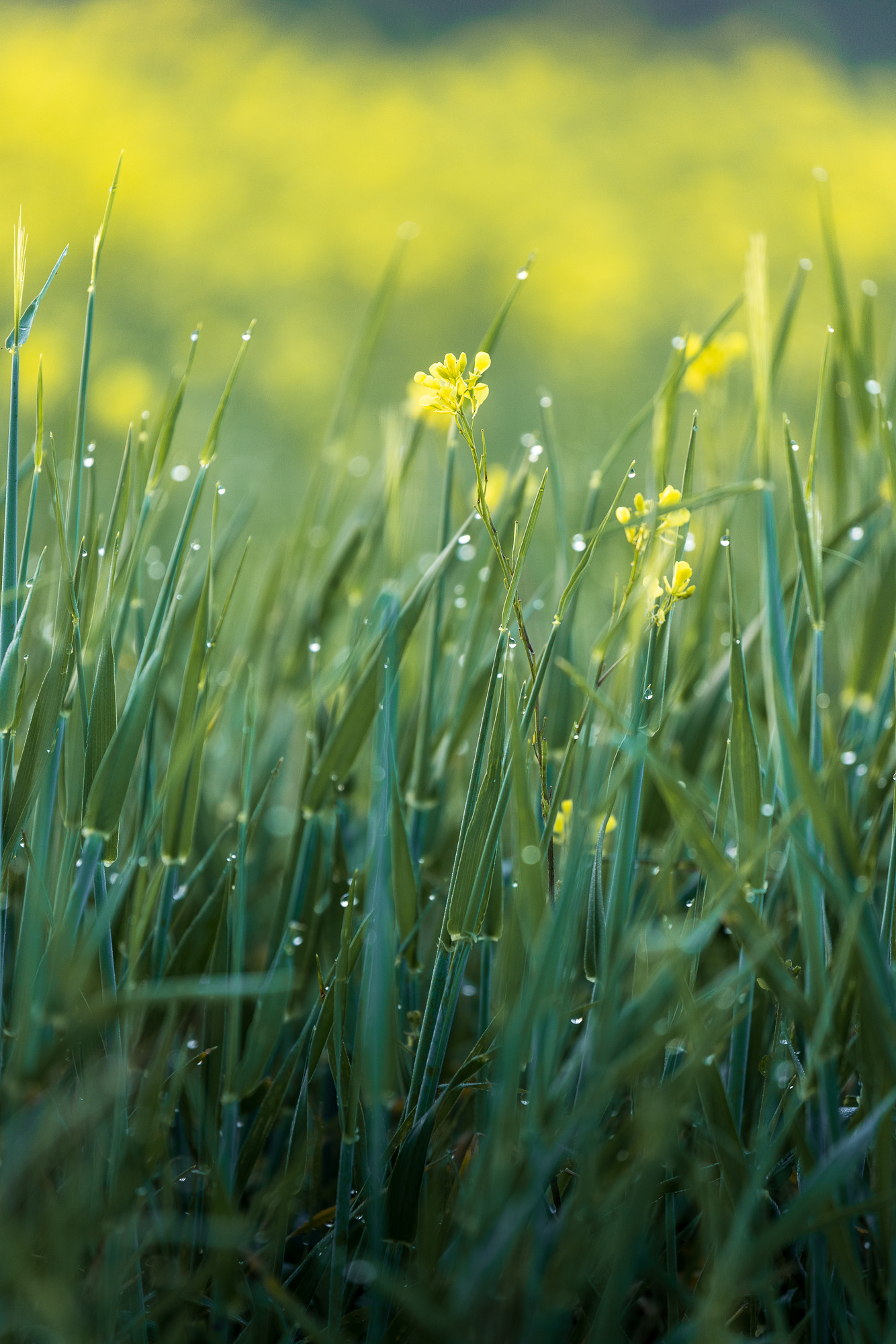 06360127042025117 ©SimonePaleari