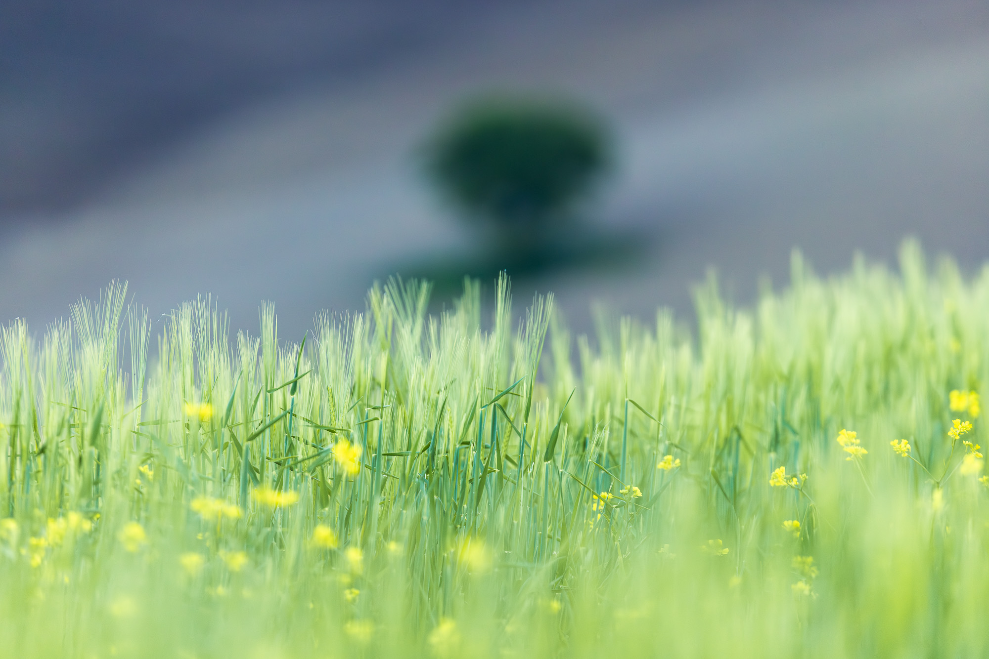 19524326042025116 ©SimonePaleari