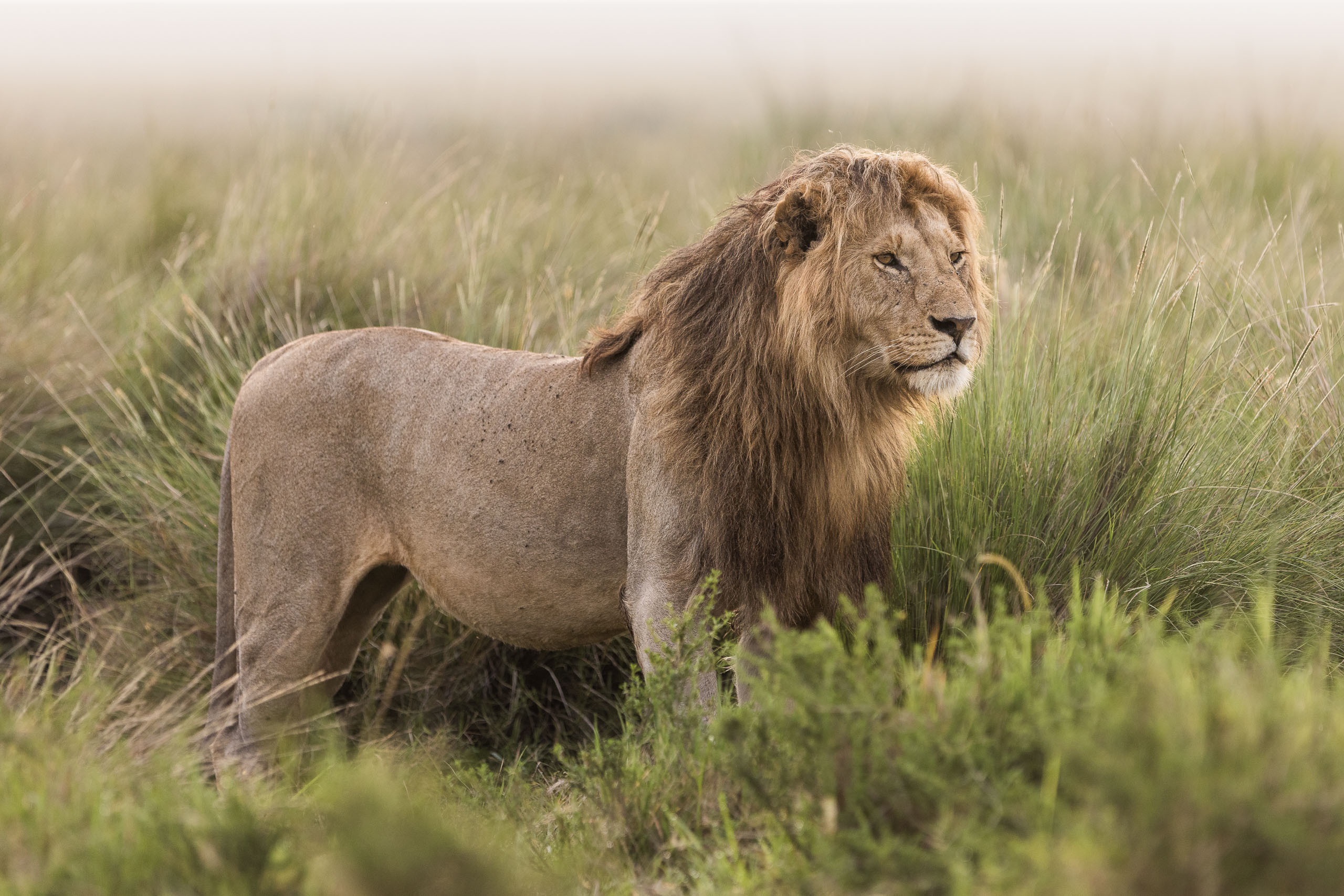 Lion
