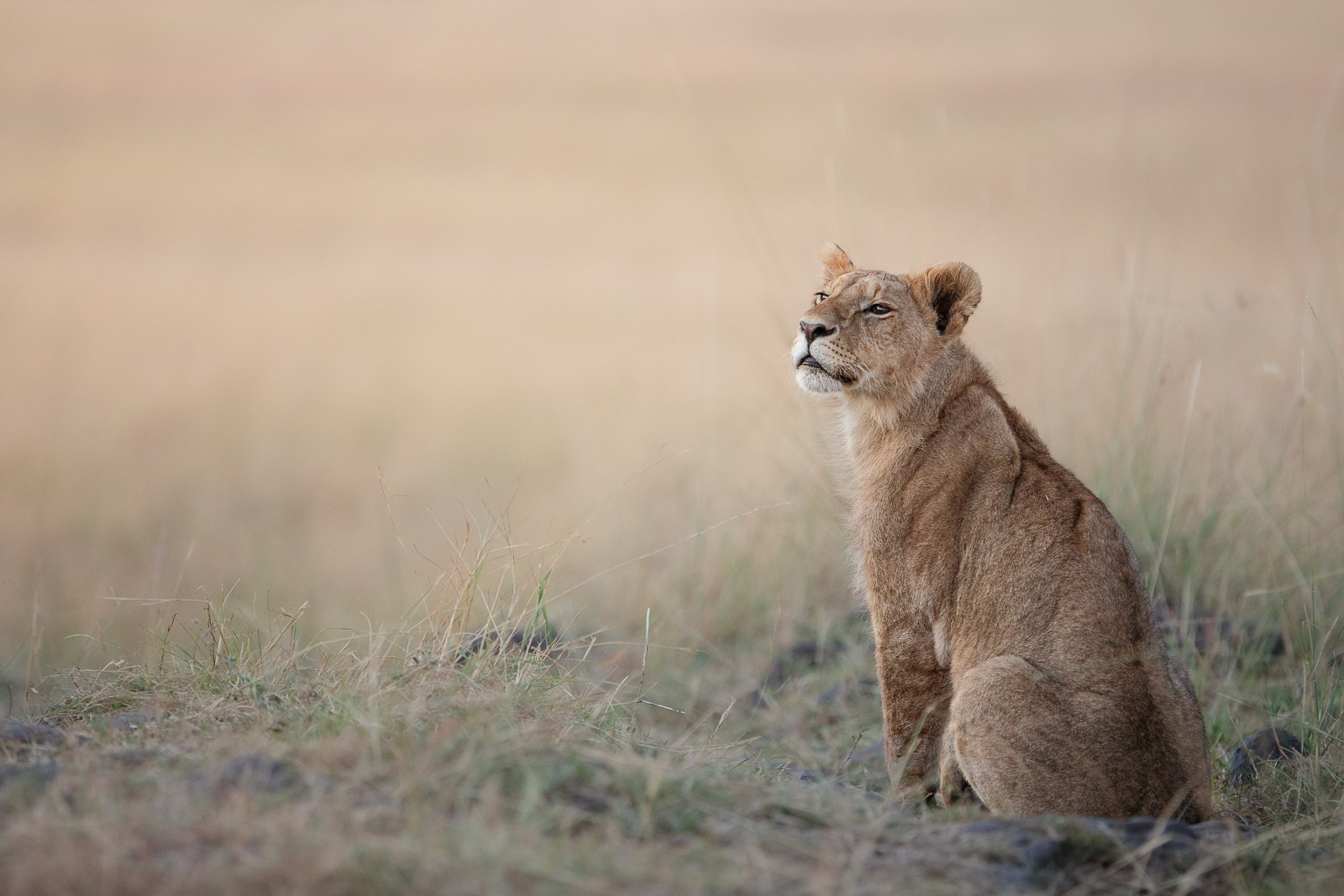 06411821082023233 ©SimonePaleari