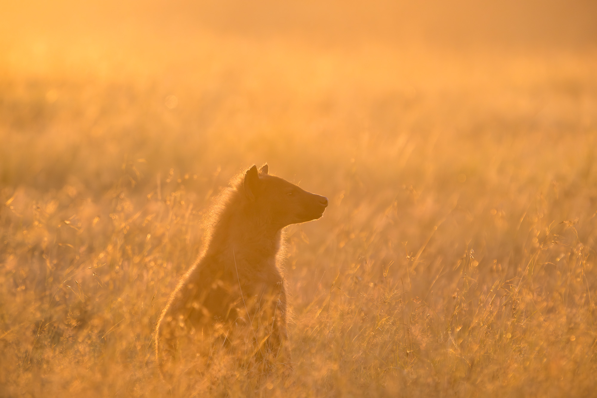 06462703012025003 ©SimonePaleari