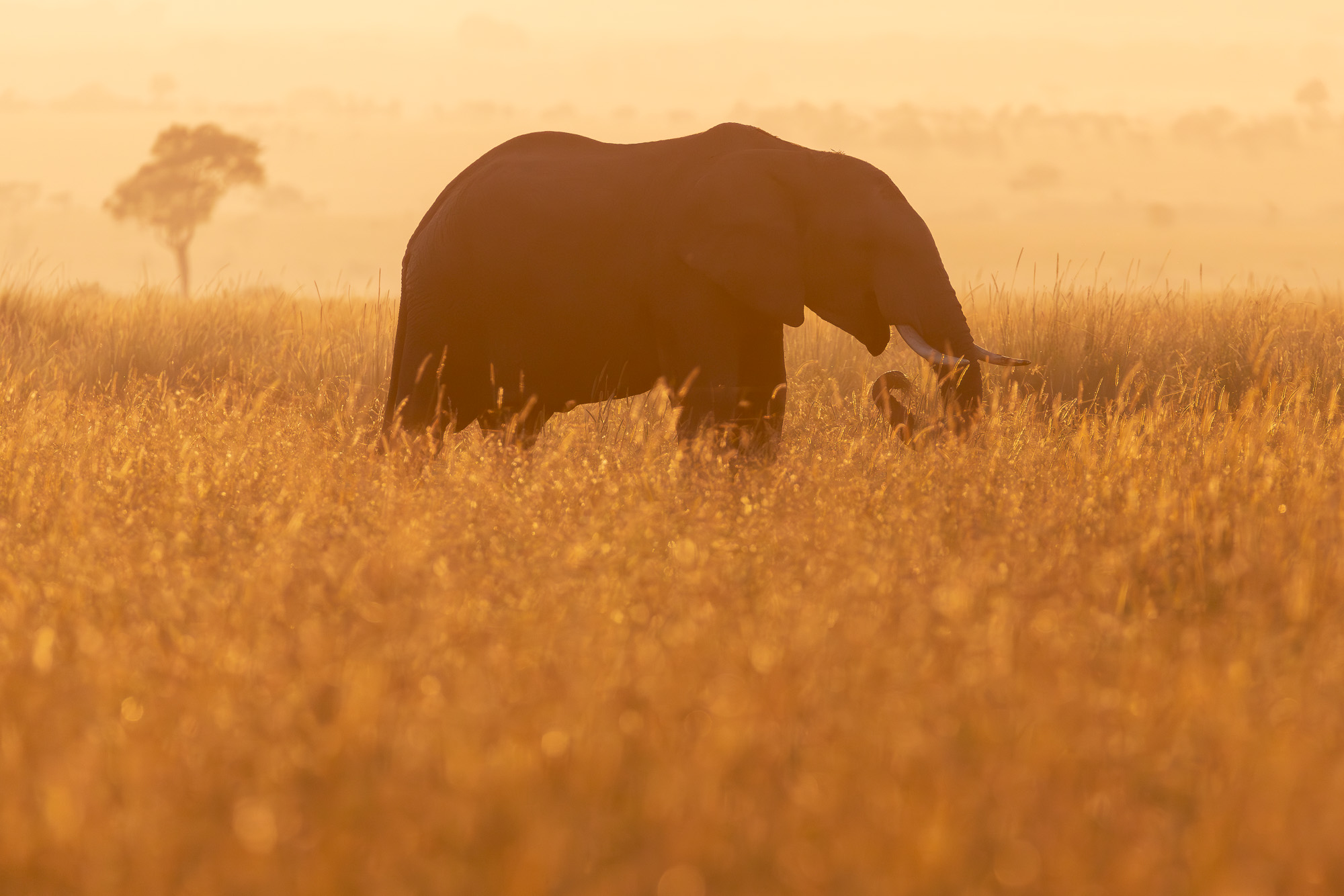 06564730122024365 ©SimonePaleari