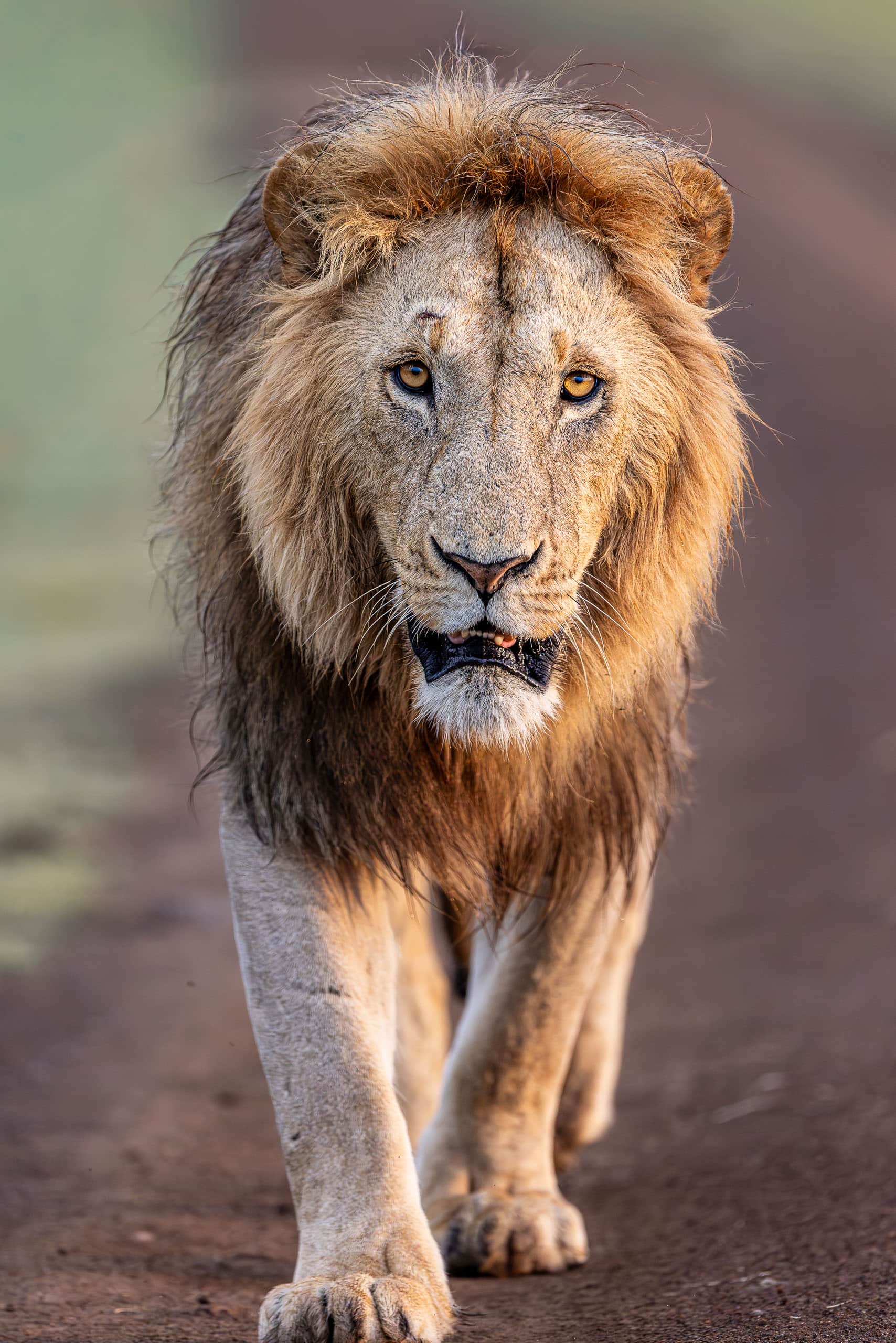 07112905012026005 ©SimonePaleari