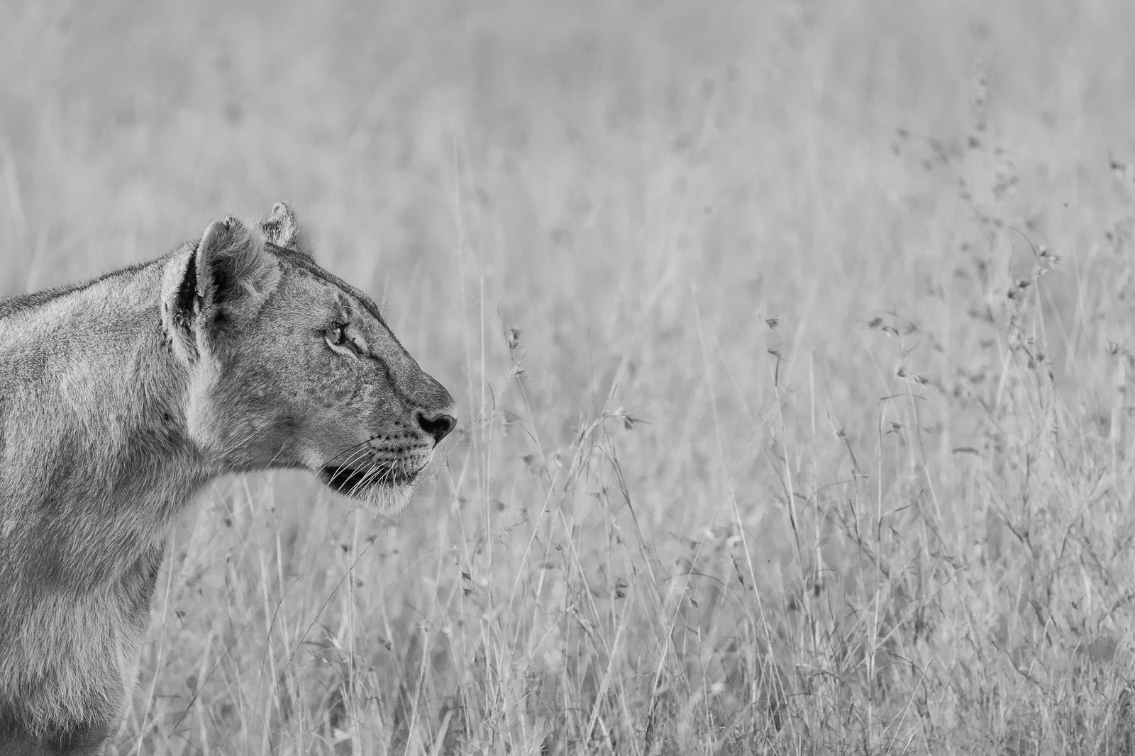 07230411082022223 ©SimonePaleari