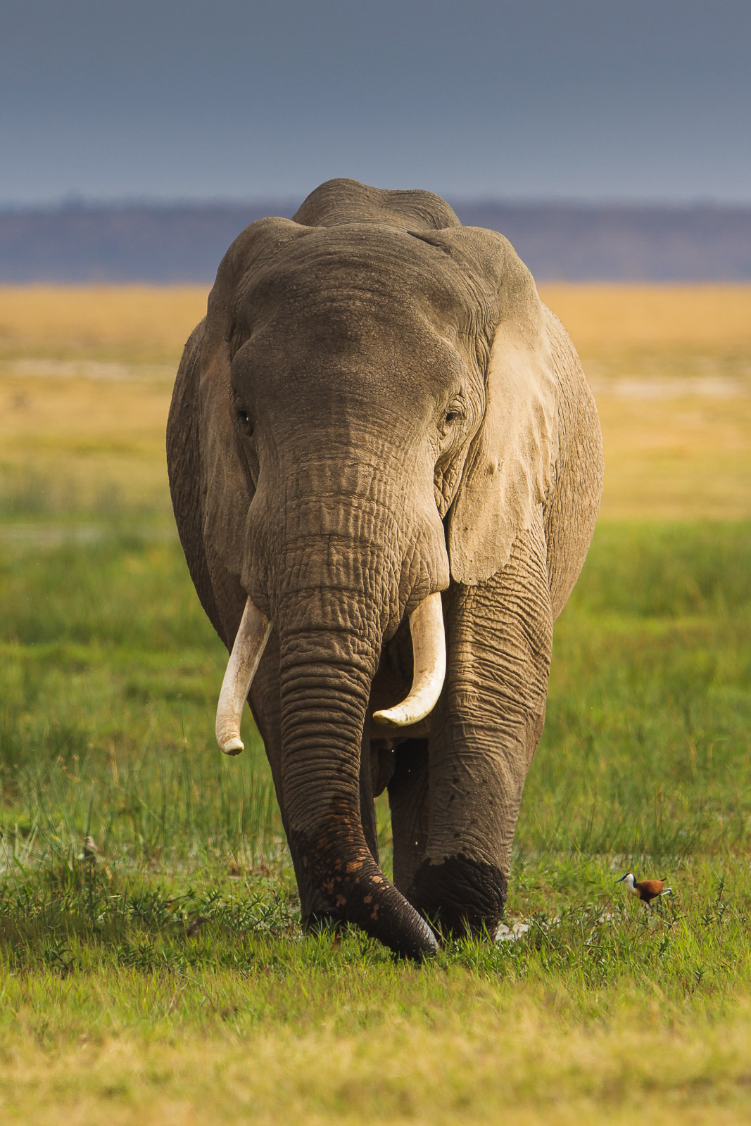 07422830082010242 ©SimonePaleari