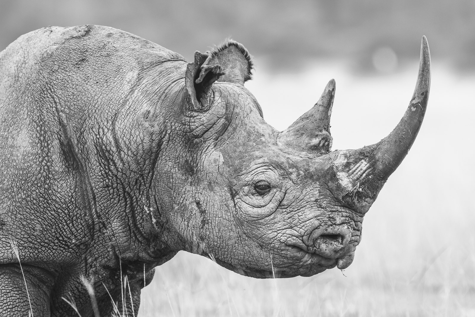 07543825082010237 ©SimonePaleari