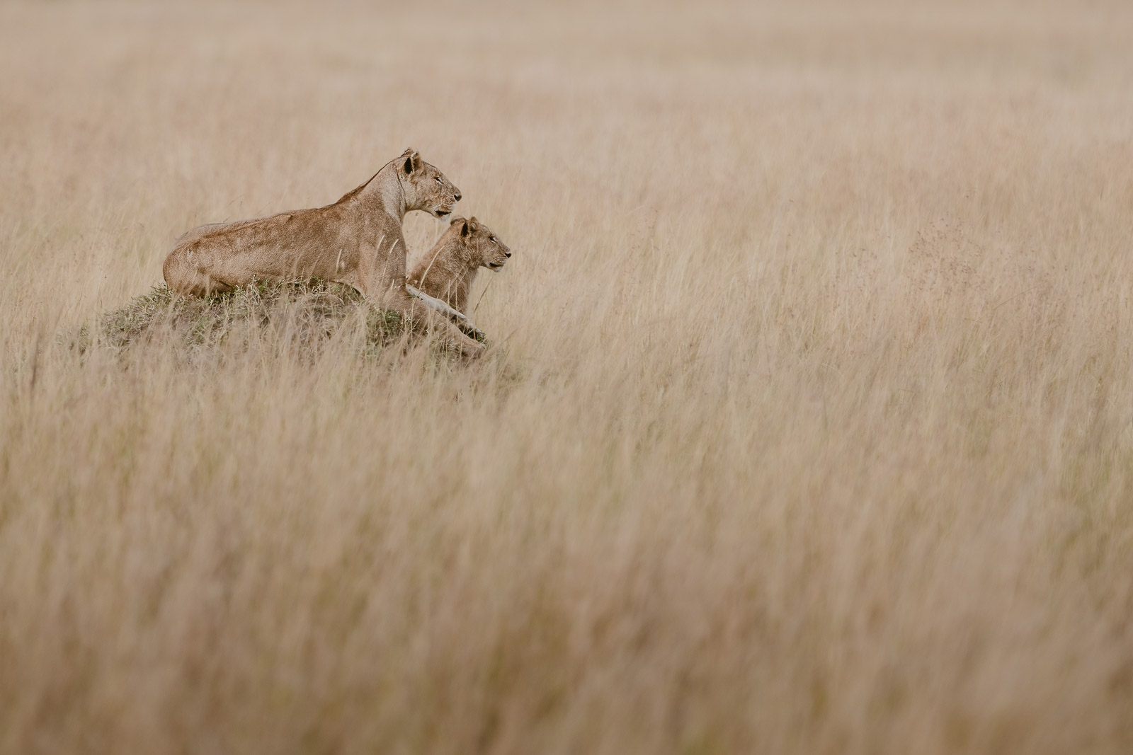 08095312082022224 ©SimonePaleari