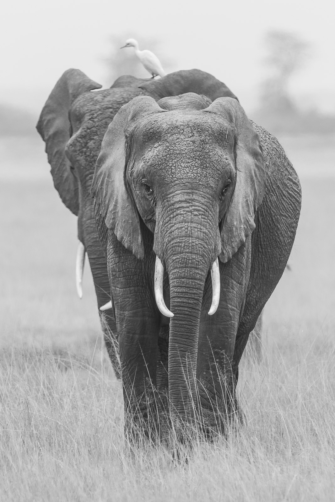 09552529082012242 ©SimonePaleari