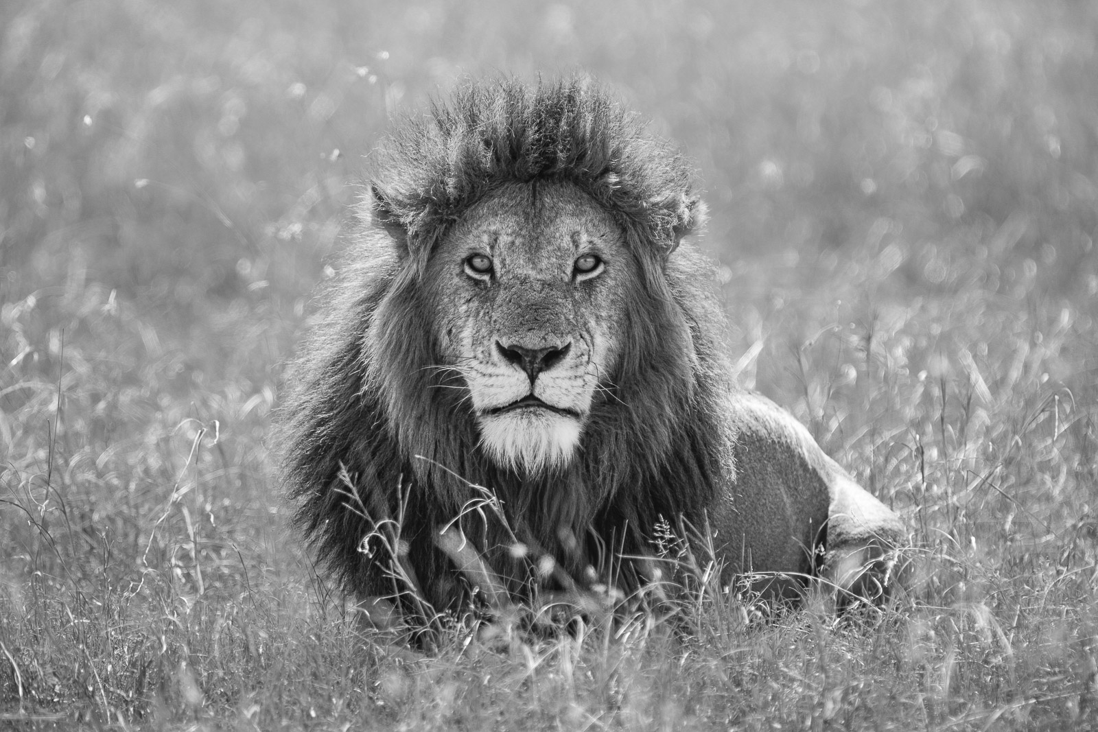 10054215082018227 ©SimonePaleari