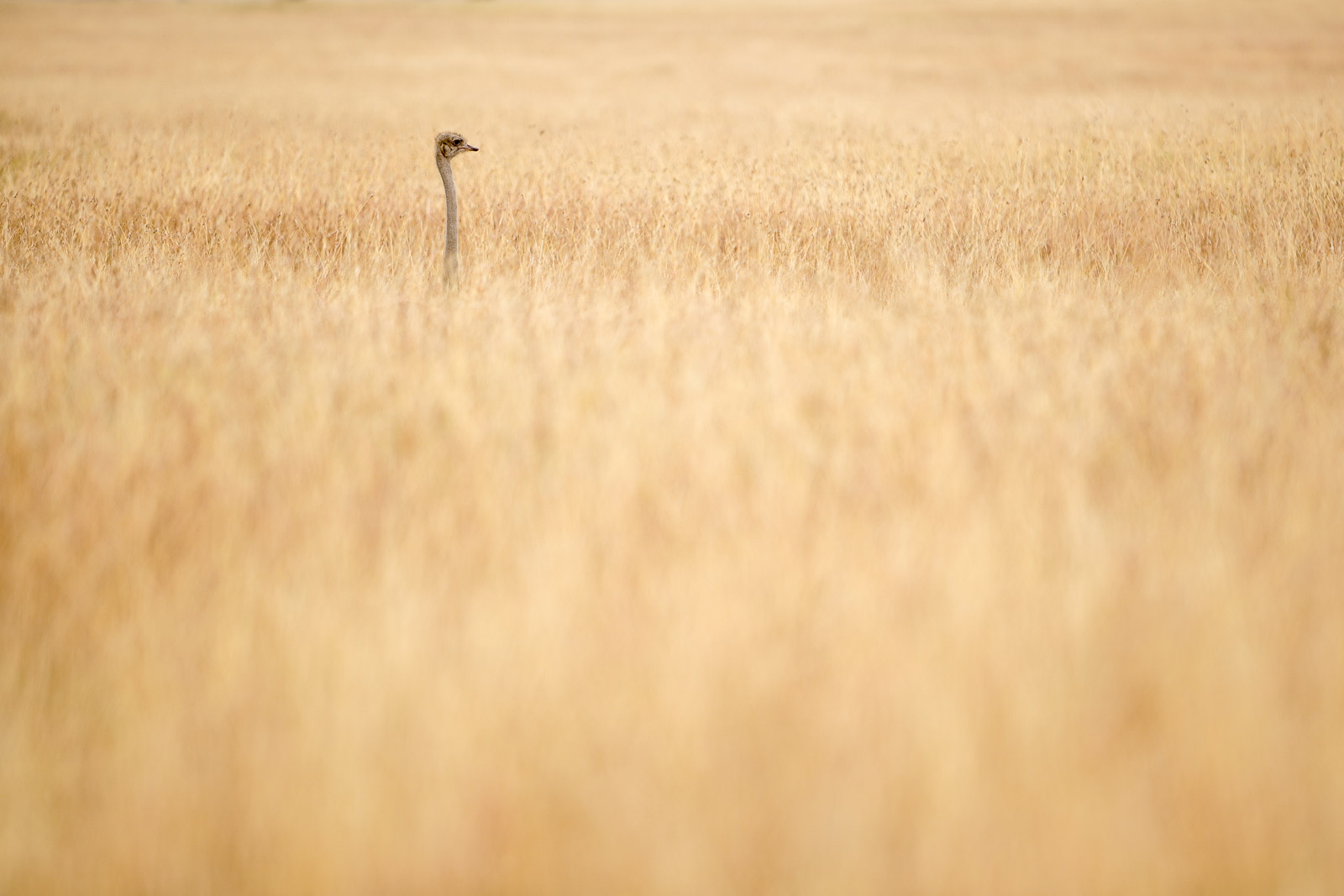 10191619082018231 ©SimonePaleari