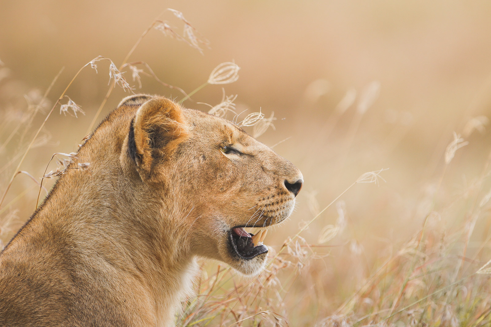 14114425082012238 ©SimonePaleari