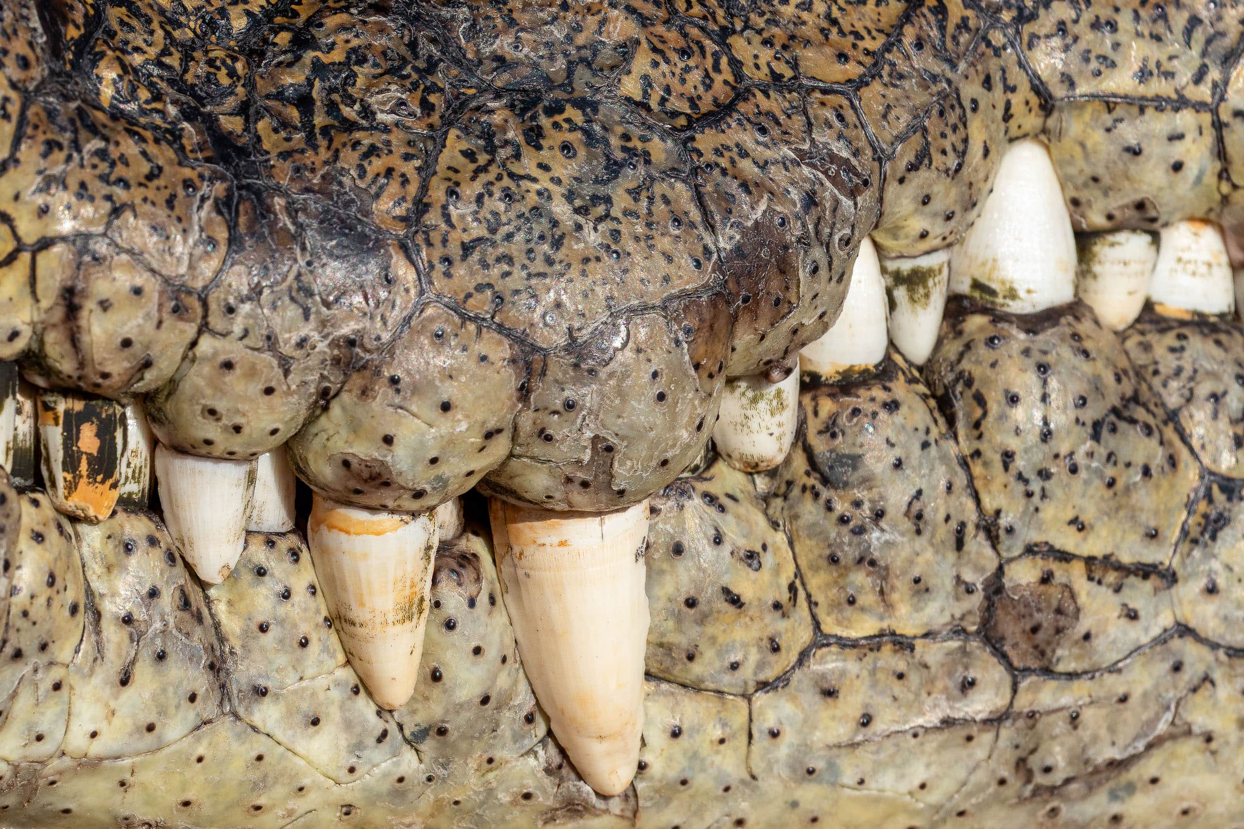 16062003082025215 ©SimonePaleari