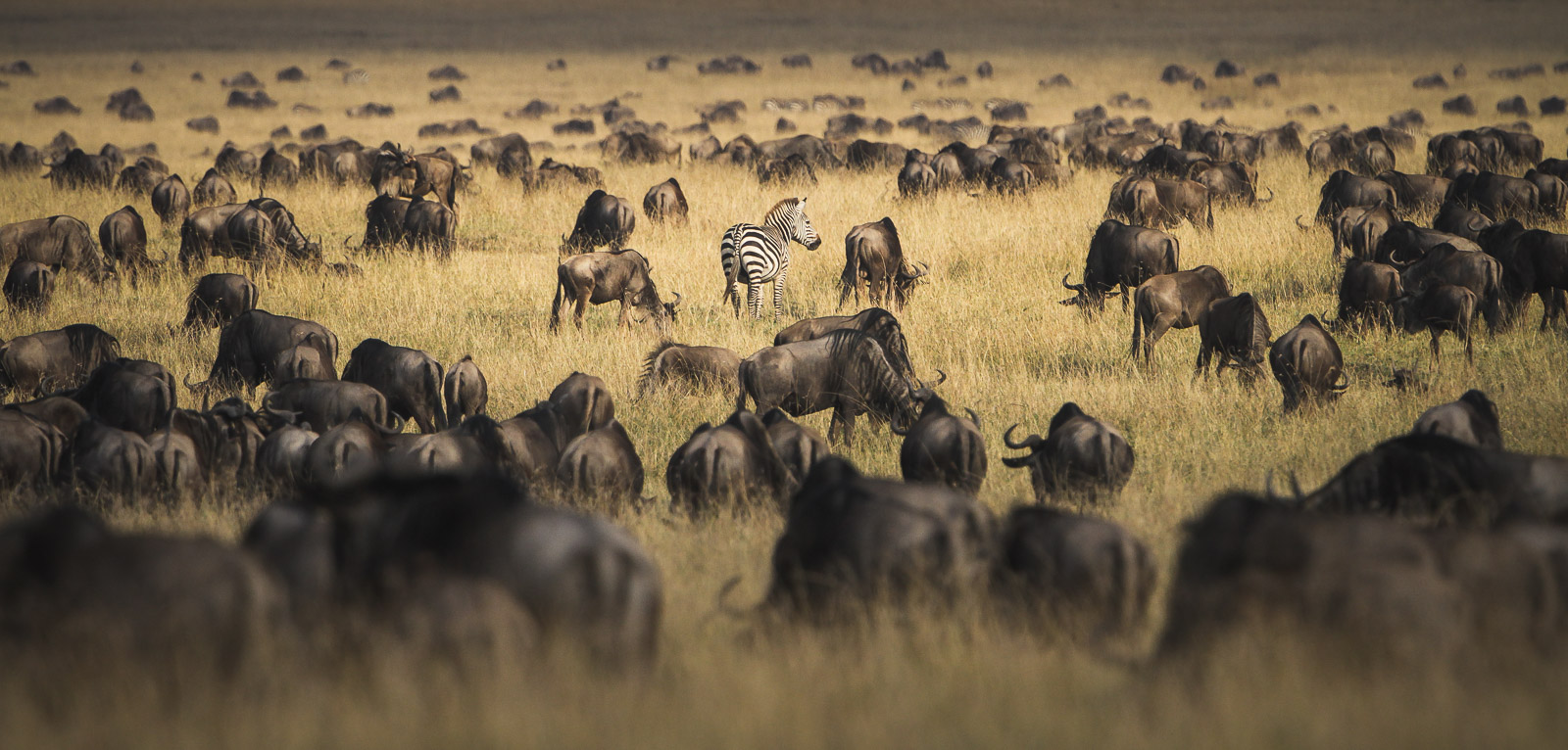 16185628082010240 ©SimonePaleari