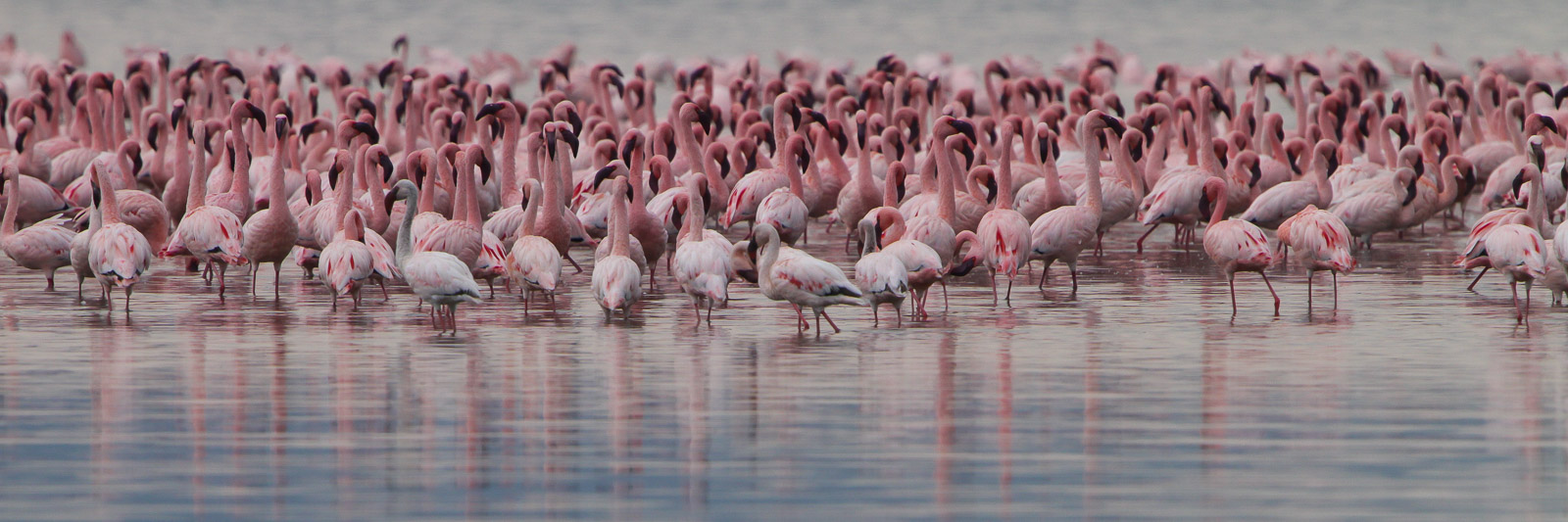 16201724082010236 ©SimonePaleari