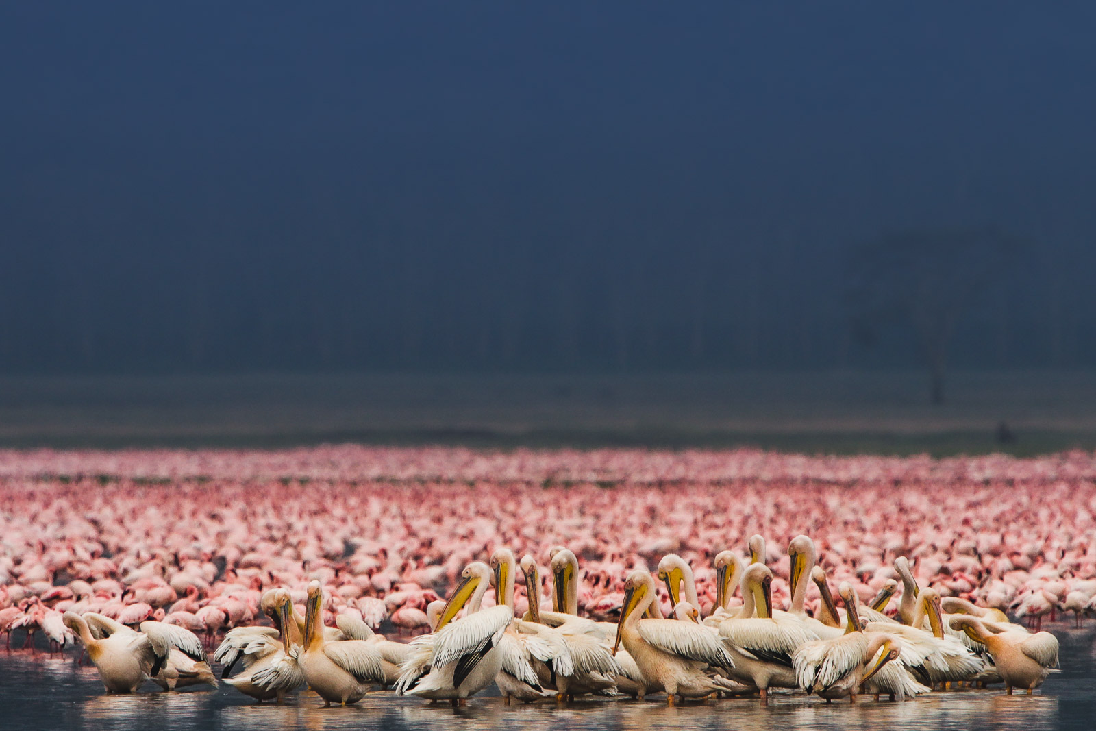 16322124082010236 ©SimonePaleari