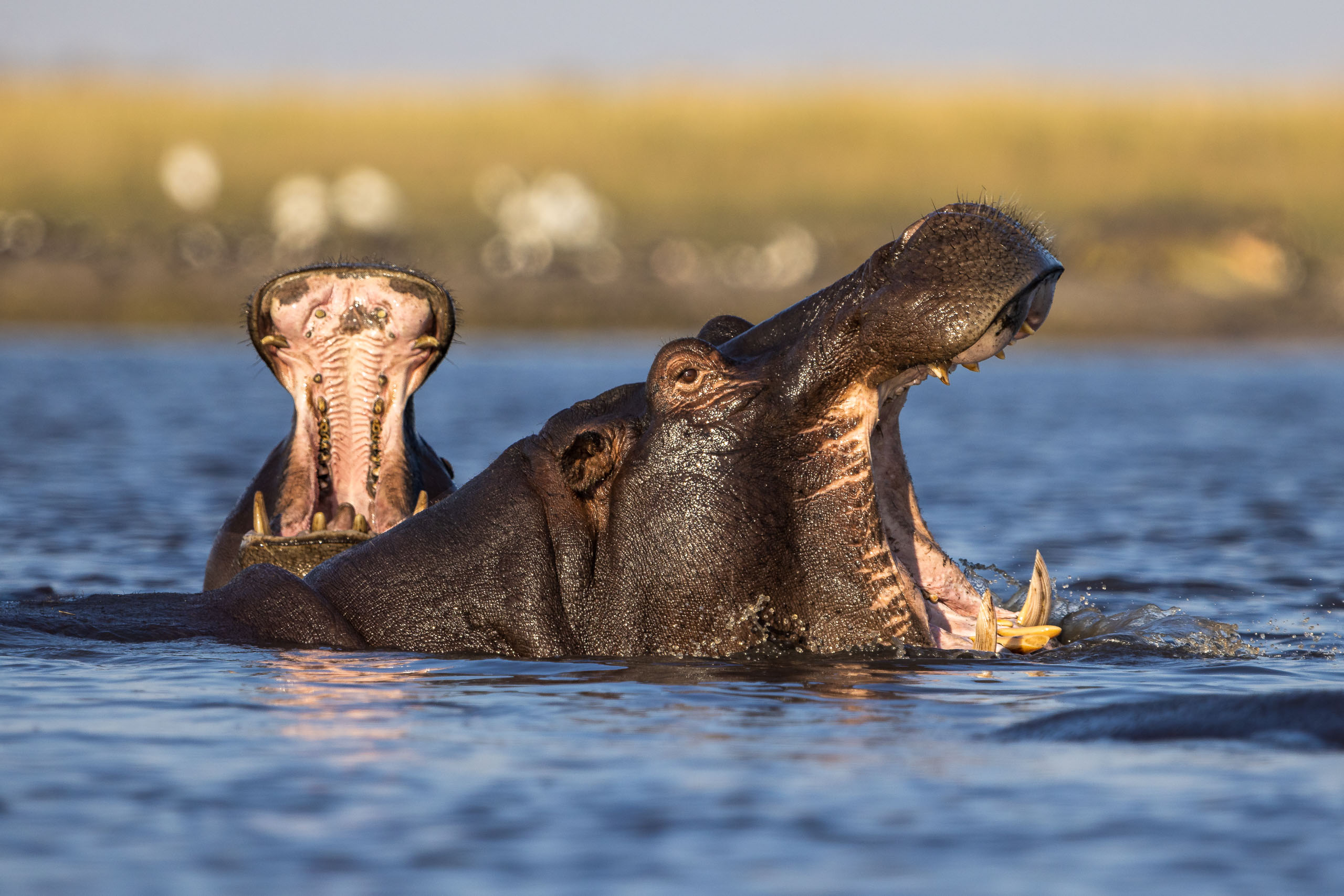 16402911082025223 ©SimonePaleari