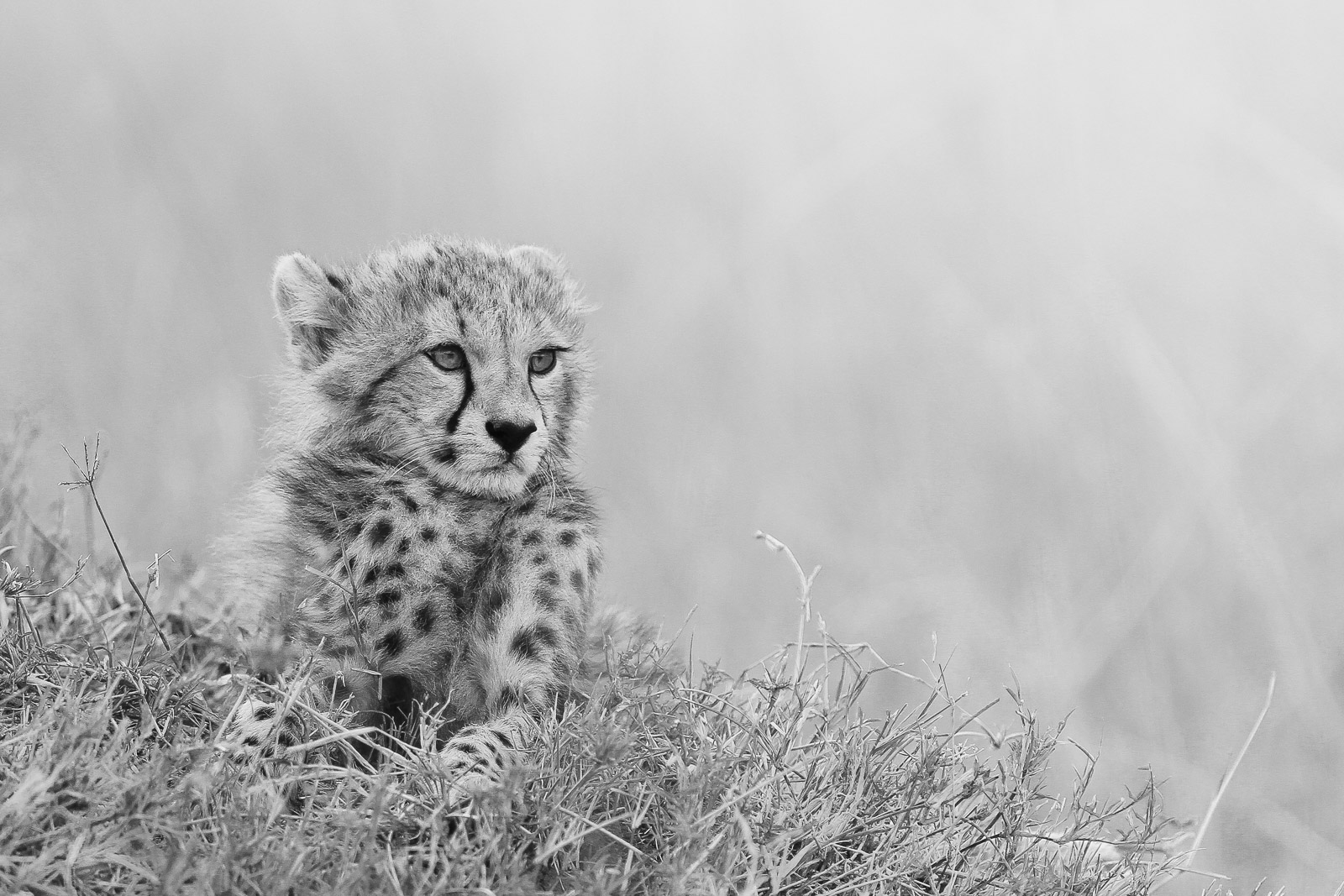 17011723082012236 ©SimonePaleari