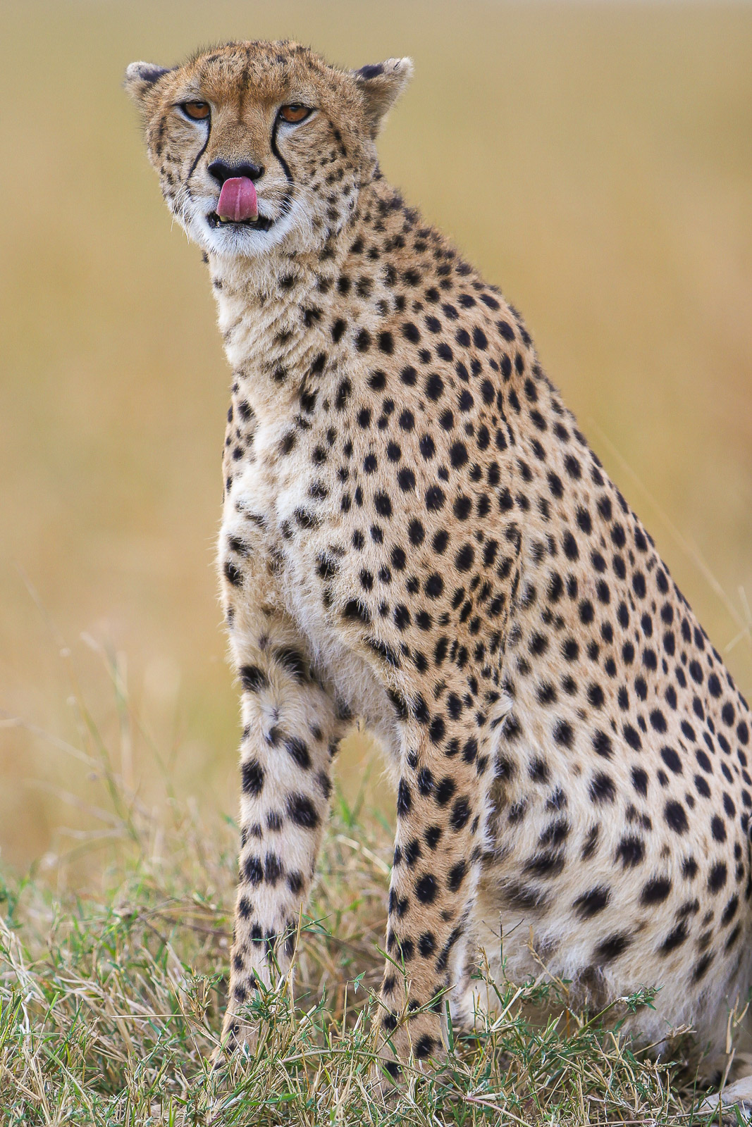 17083623082012236 ©SimonePaleari