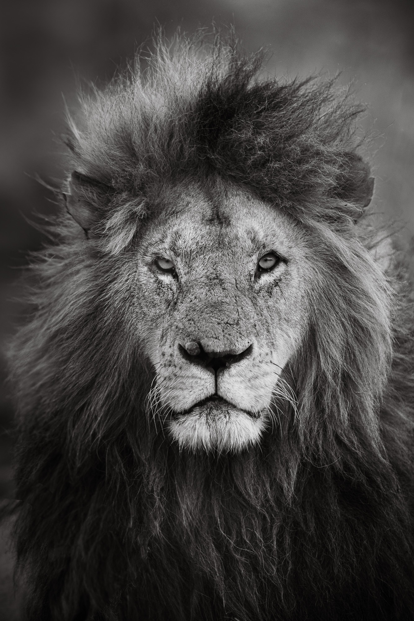 17424030122024365 ©SimonePaleari