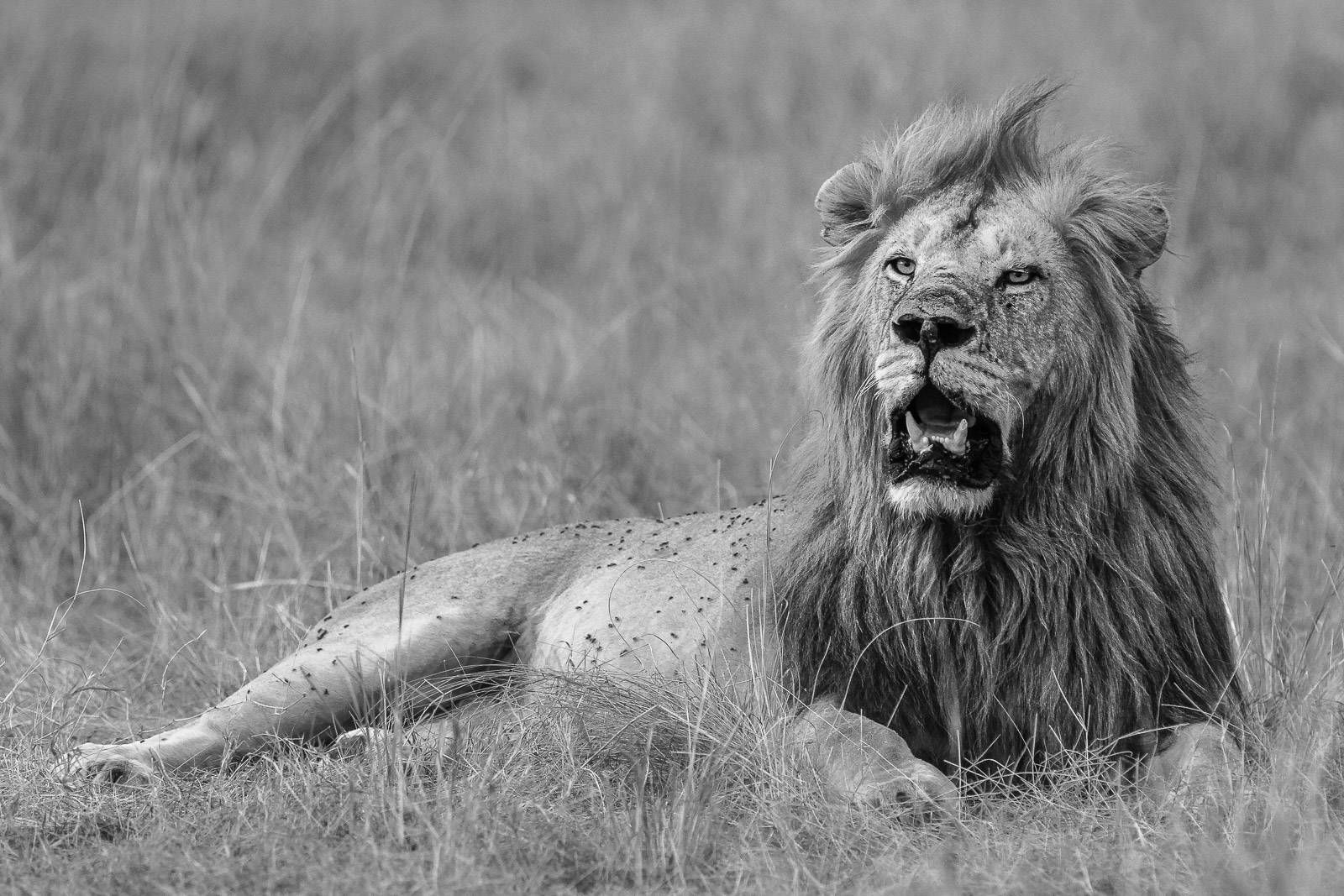 17470924082012237 ©SimonePaleari