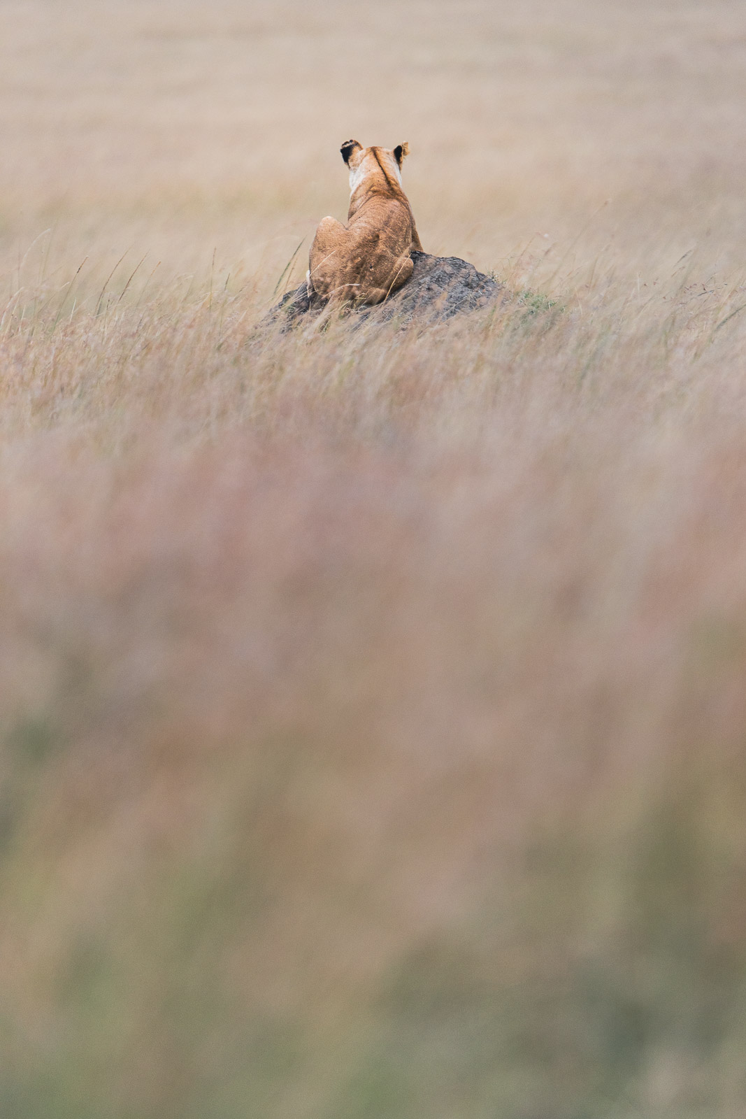 18135812082022224 ©SimonePaleari