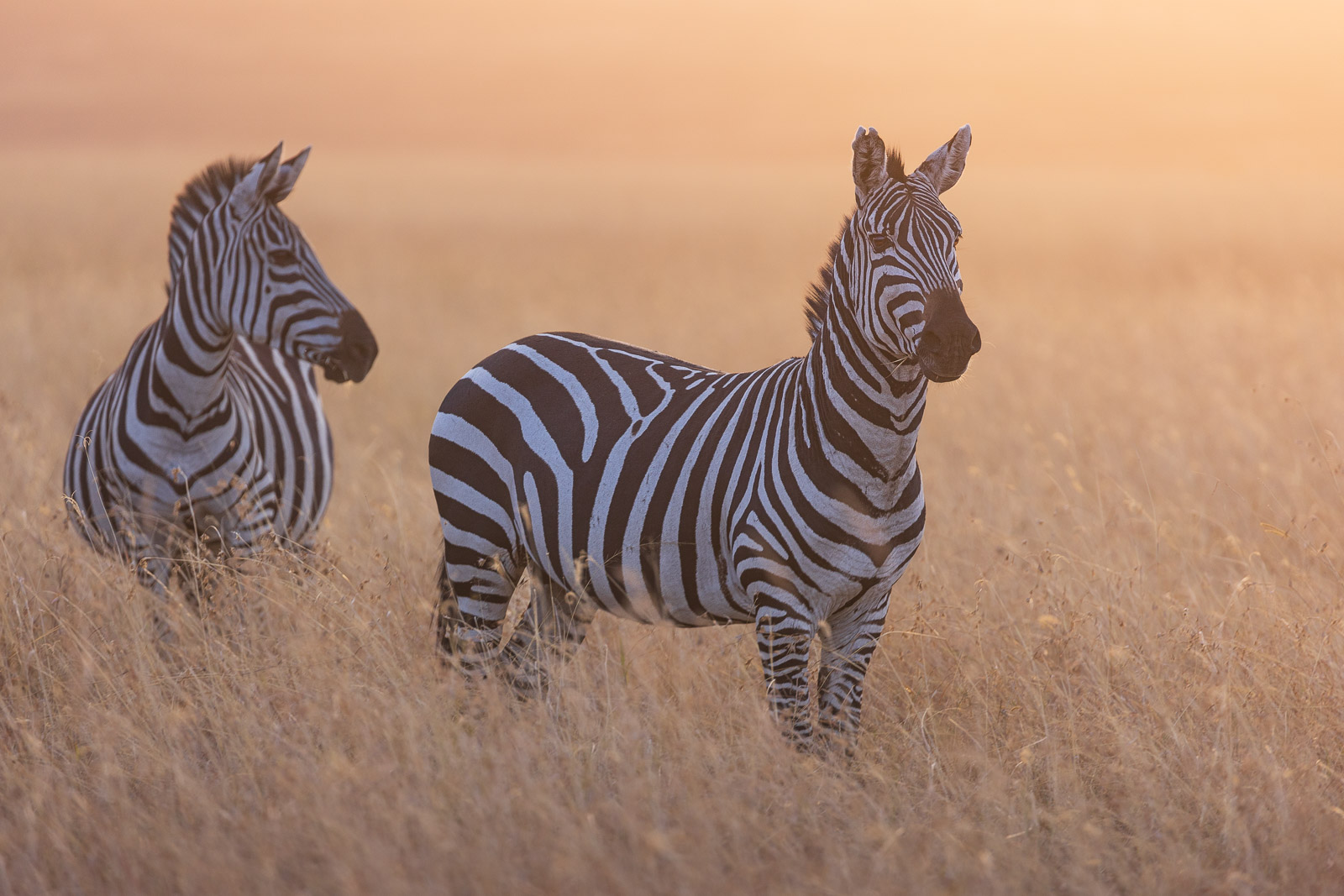 18185925082023237 ©SimonePaleari