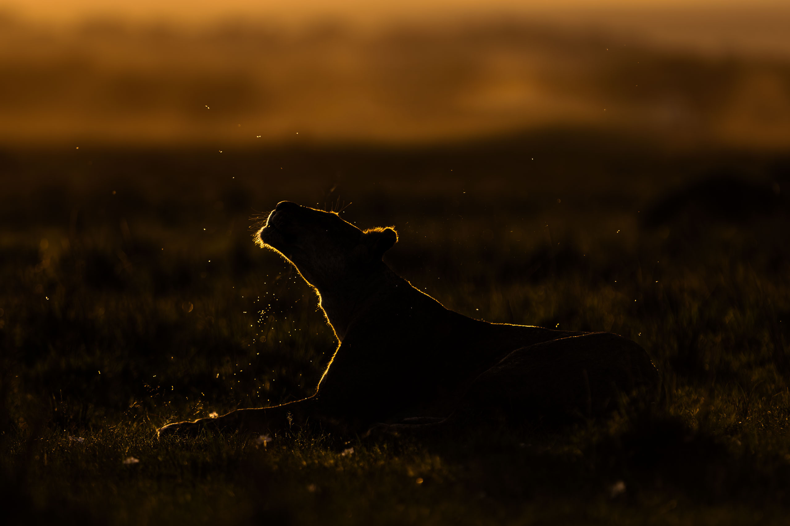 18245502012026002 ©SimonePaleari