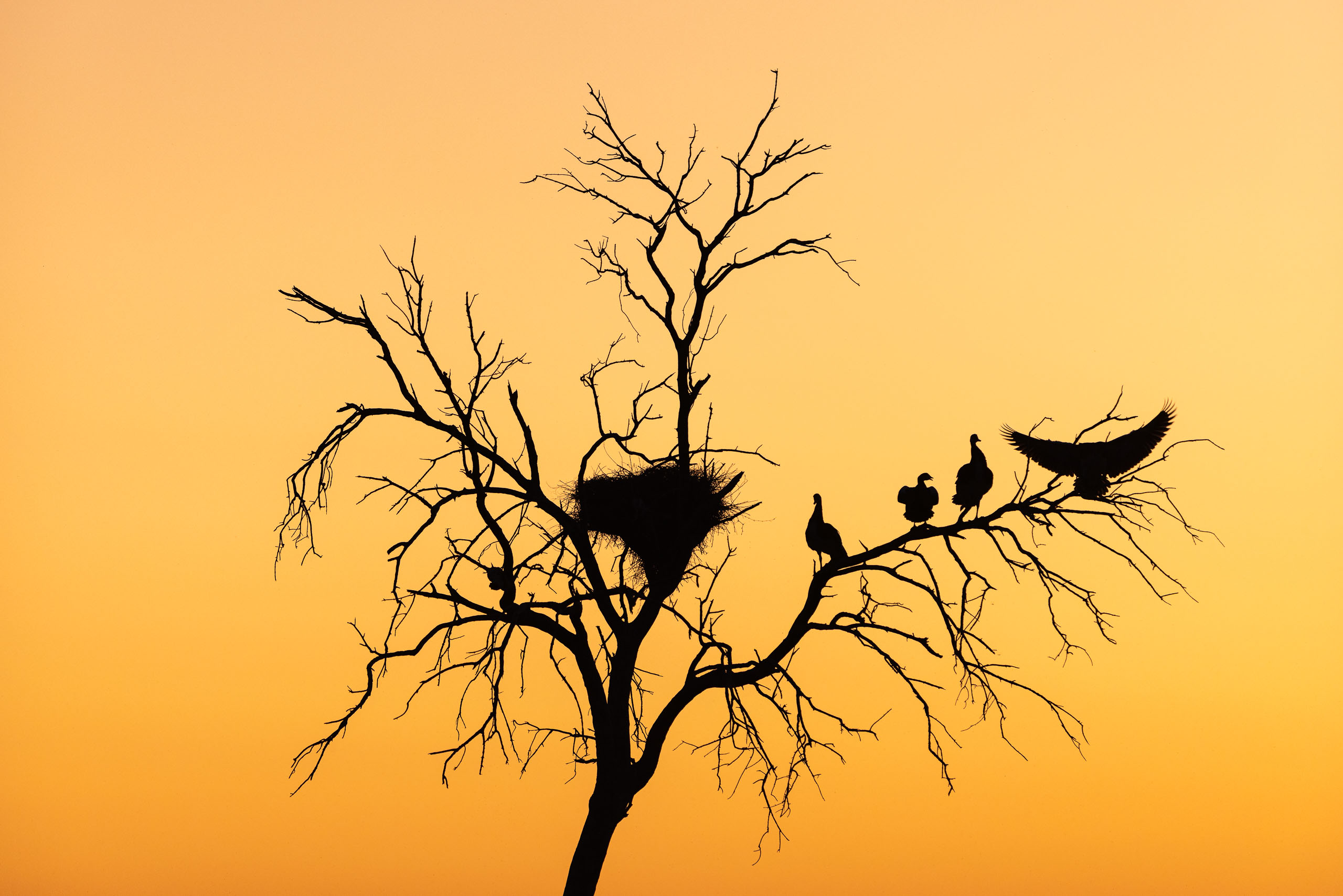 18294214082025226 ©SimonePaleari