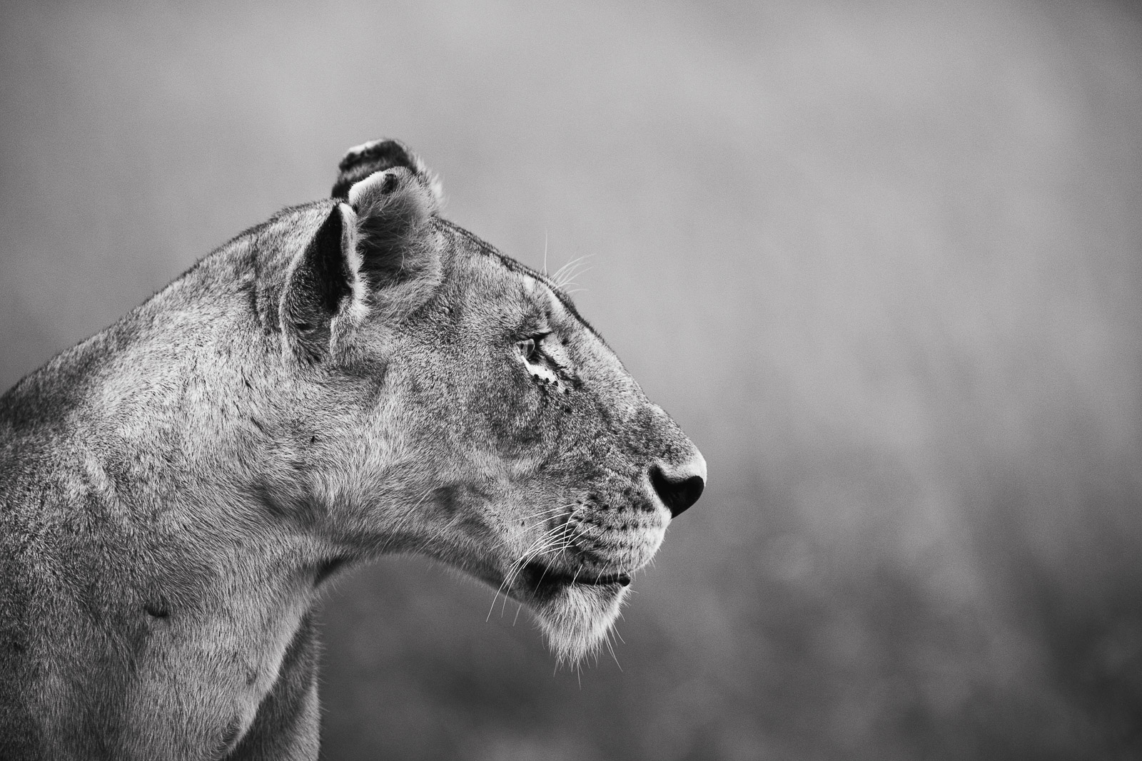 18362112082022224 ©SimonePaleari