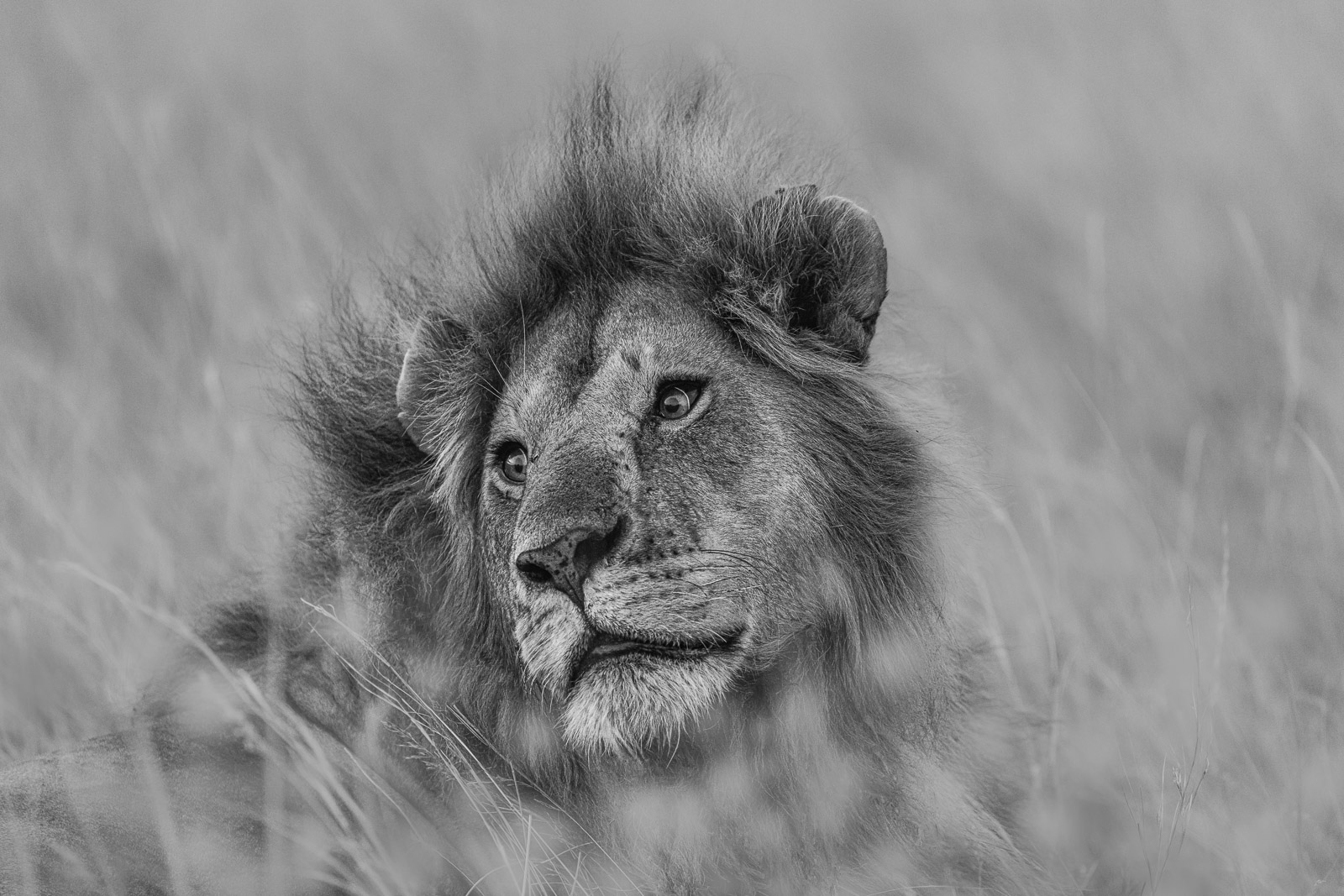 18522825082023237 ©SimonePaleari